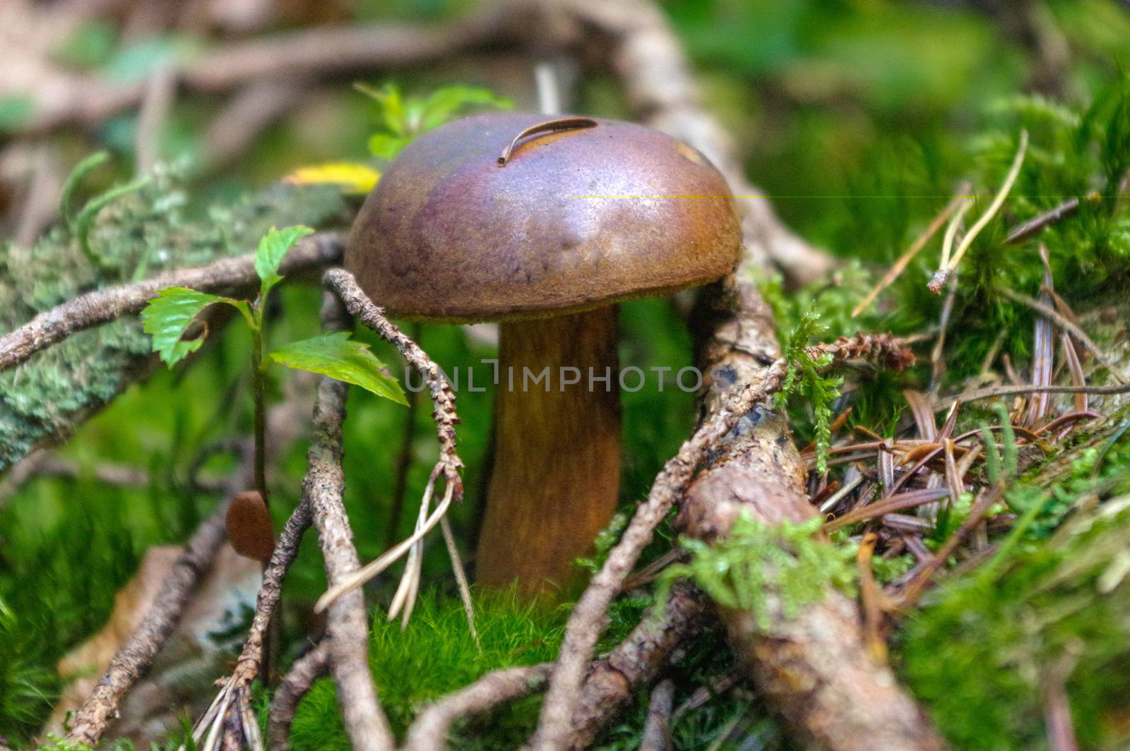 a suillus bovinus growing in the forest, also known as the Jersey cow mushroom or bovine bolete