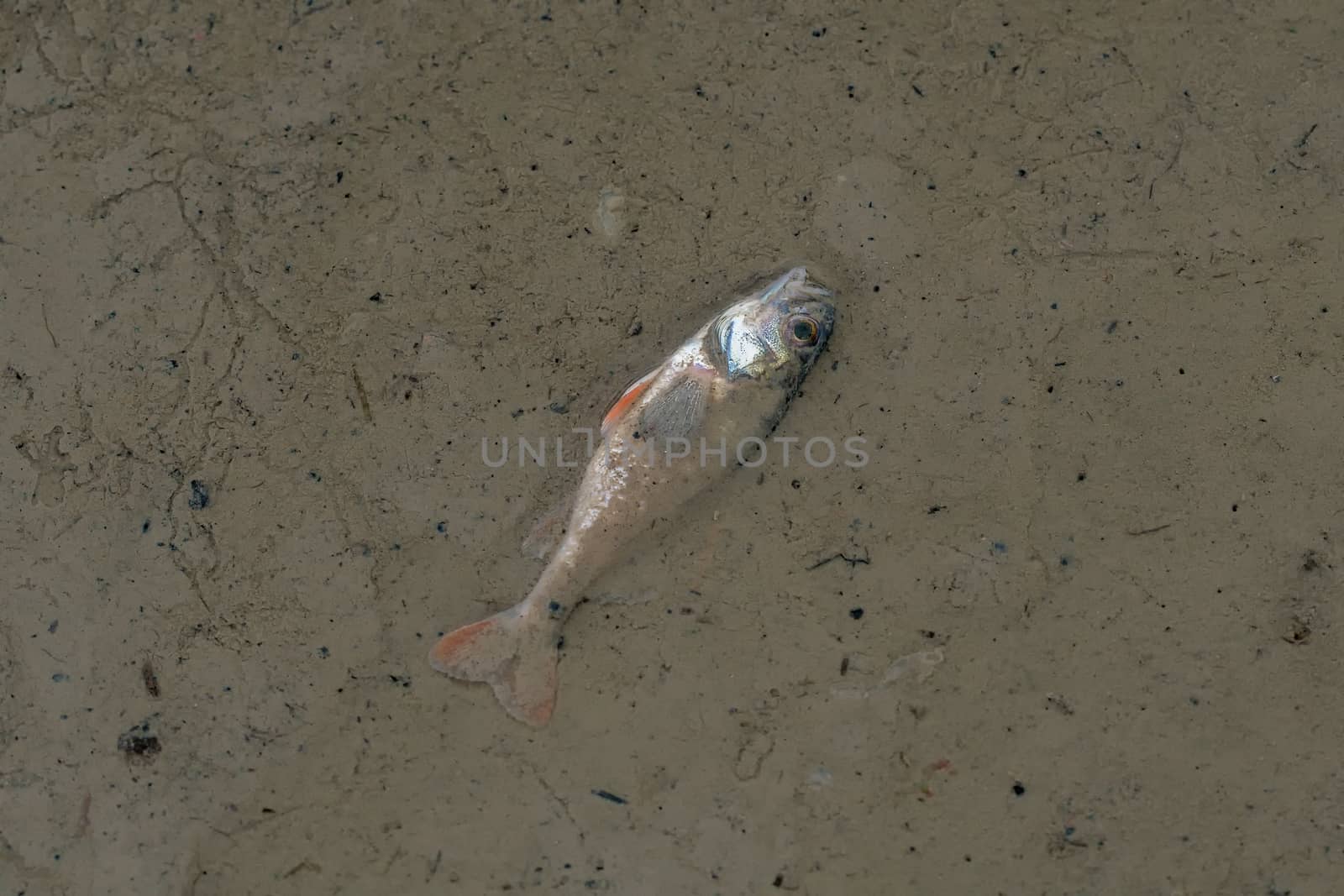 A dead fish at the bottom of the released pond