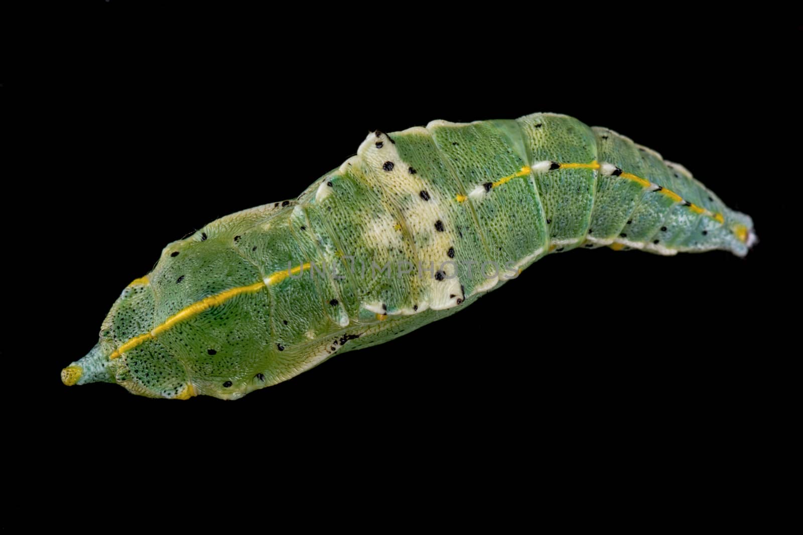 Colored butterfly pupa isolated on a black background