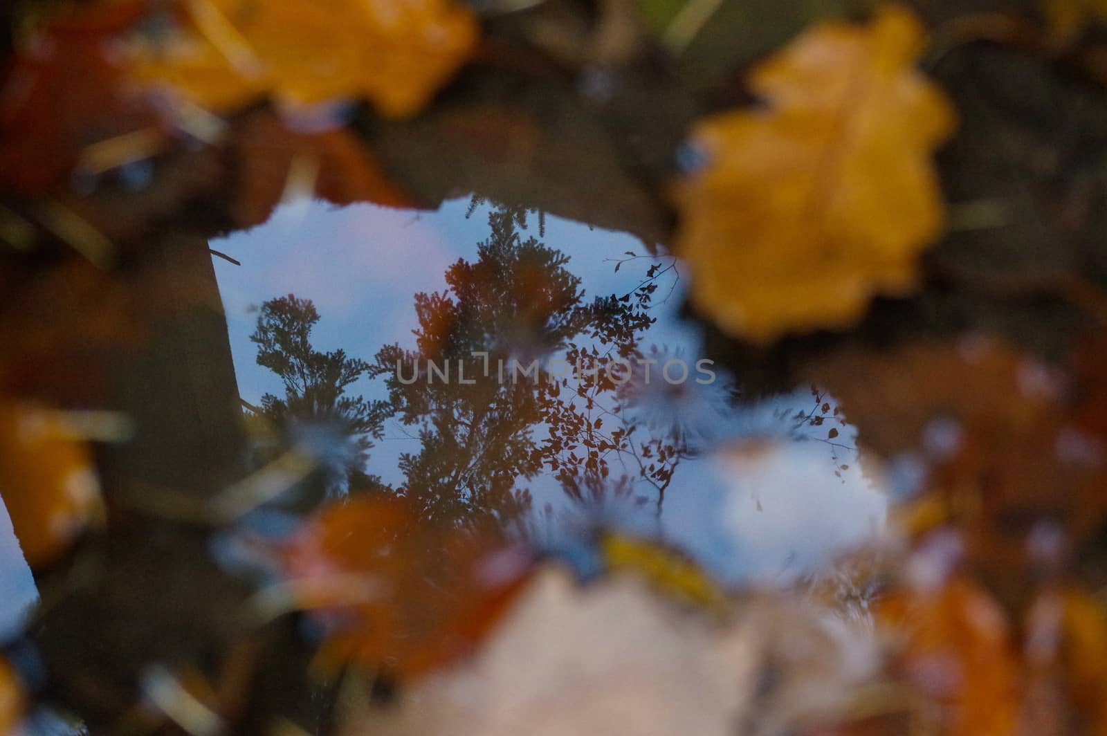 yellow fallen leaves lie on the surface of the puddle in autumn by evolutionnow