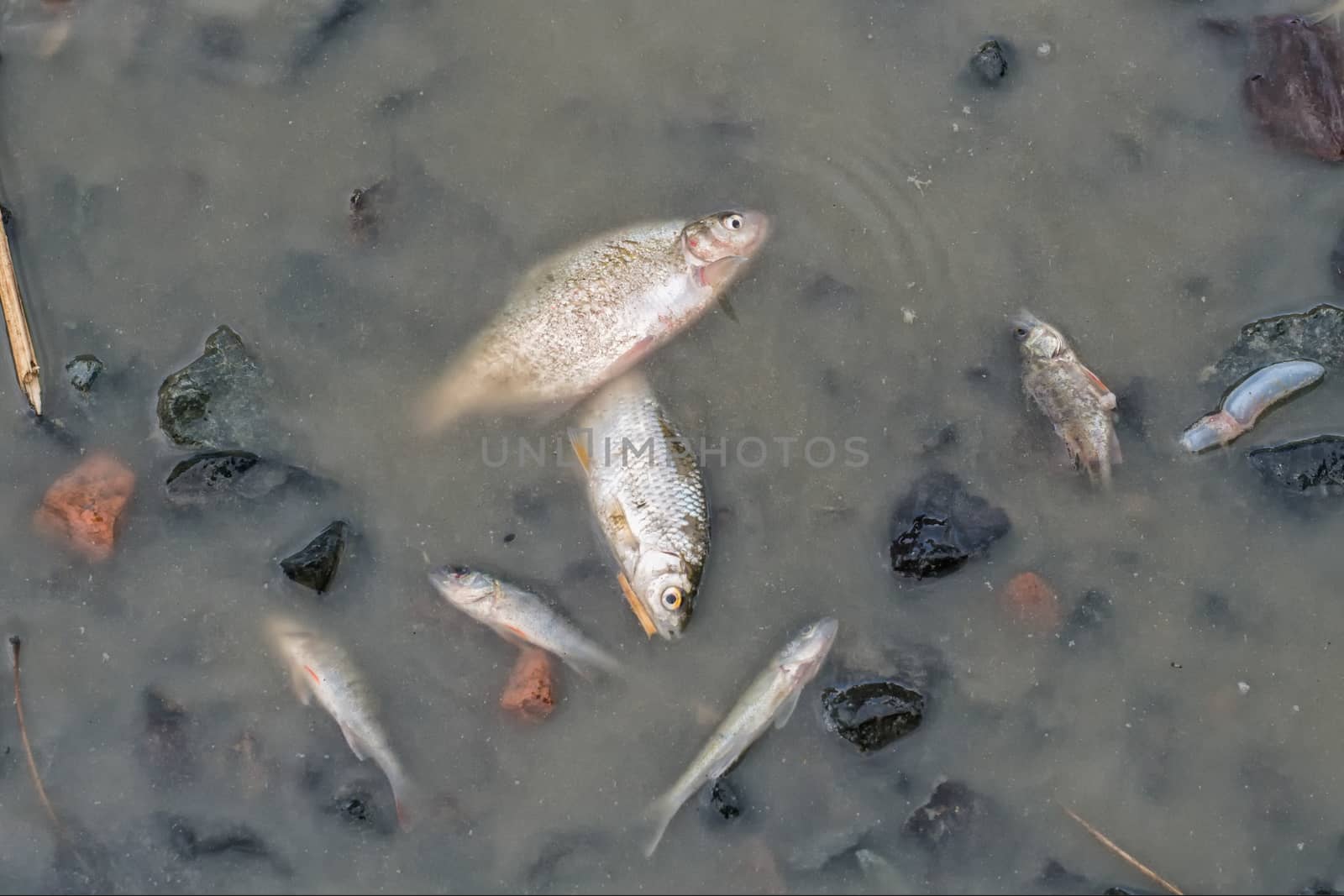 A dead fishes at the bottom of the released pond