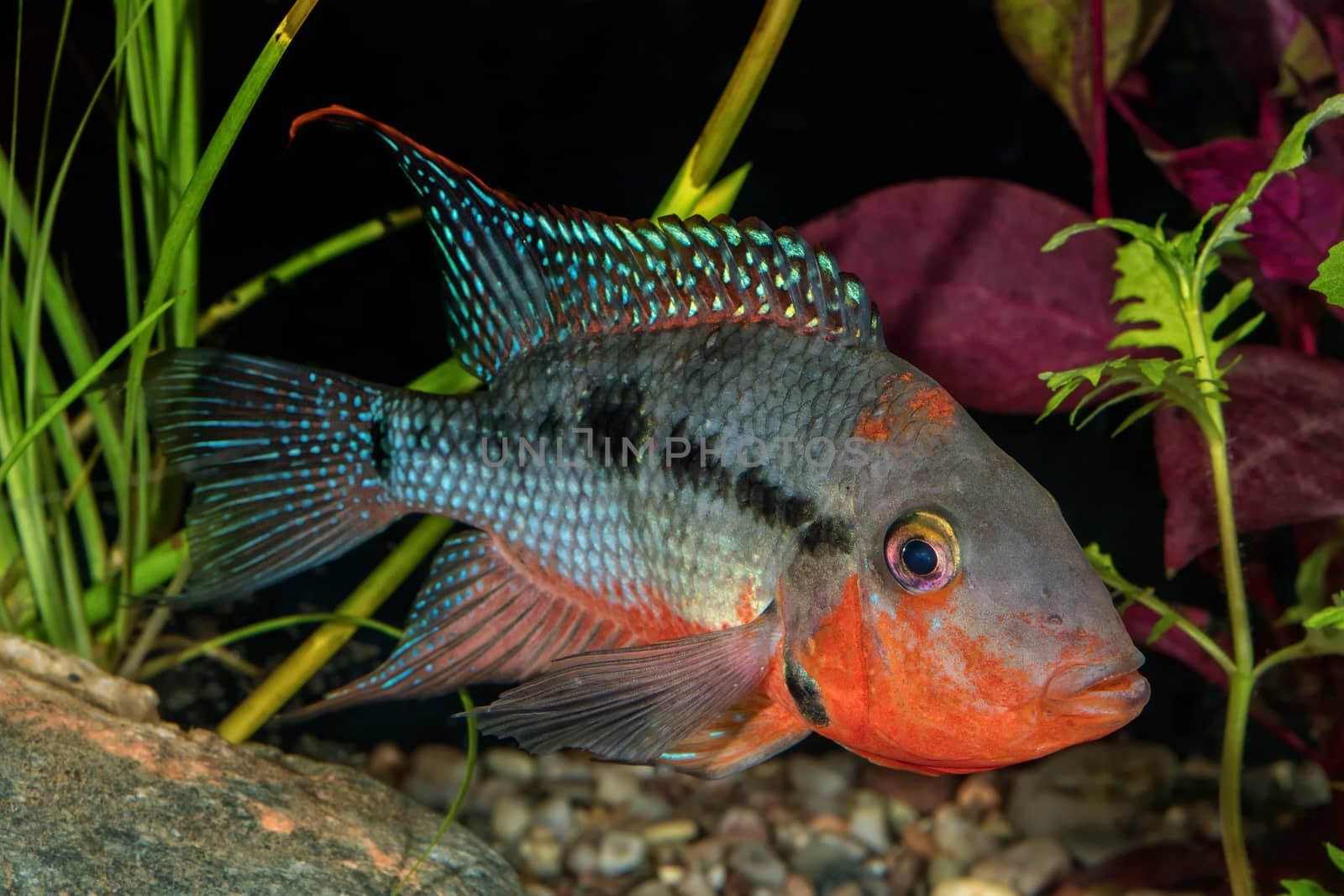 Portrait of cichlid fish from genus Thorichthys in aquarium