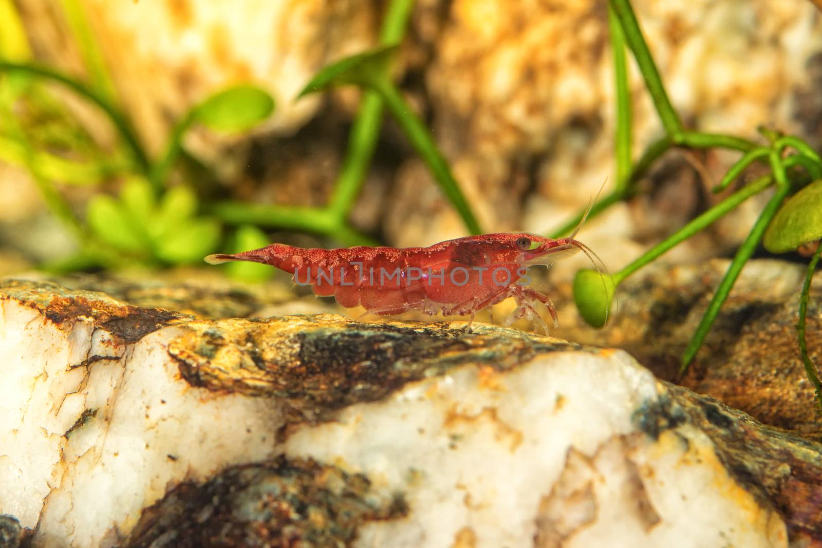Red freshwater shrimp closeup shot in aquarium (genus Neocaridina)