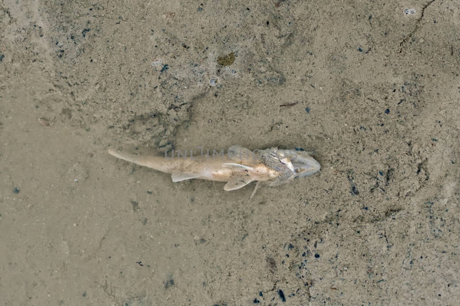 A dead fish at the bottom of the released pond