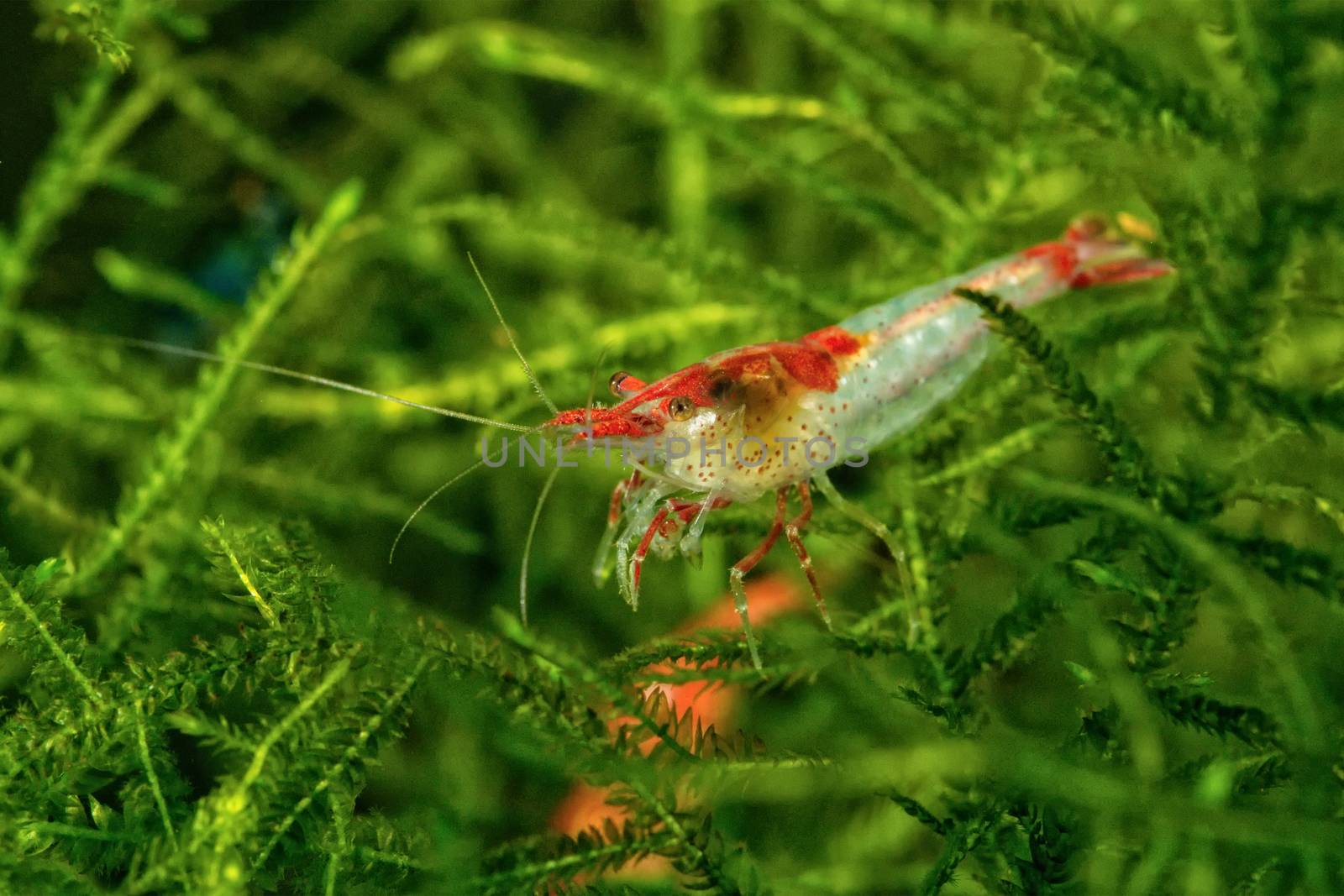 Red white freshwater shrimp closeup shot in aquarium (genus Neocaridina)