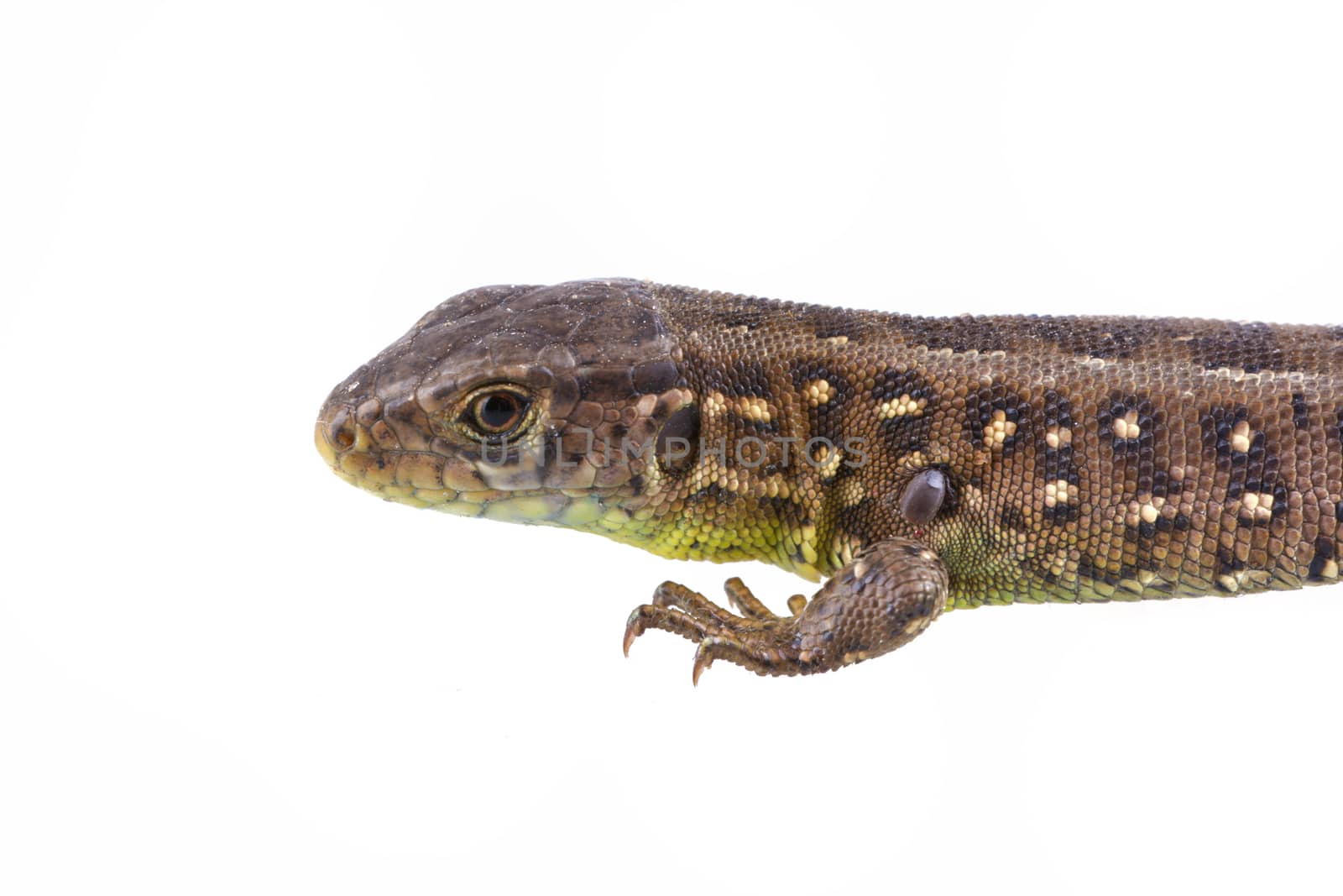 Lizard (Lacerta agilis) with tick (Ixodes ricinus) isolated on a white background