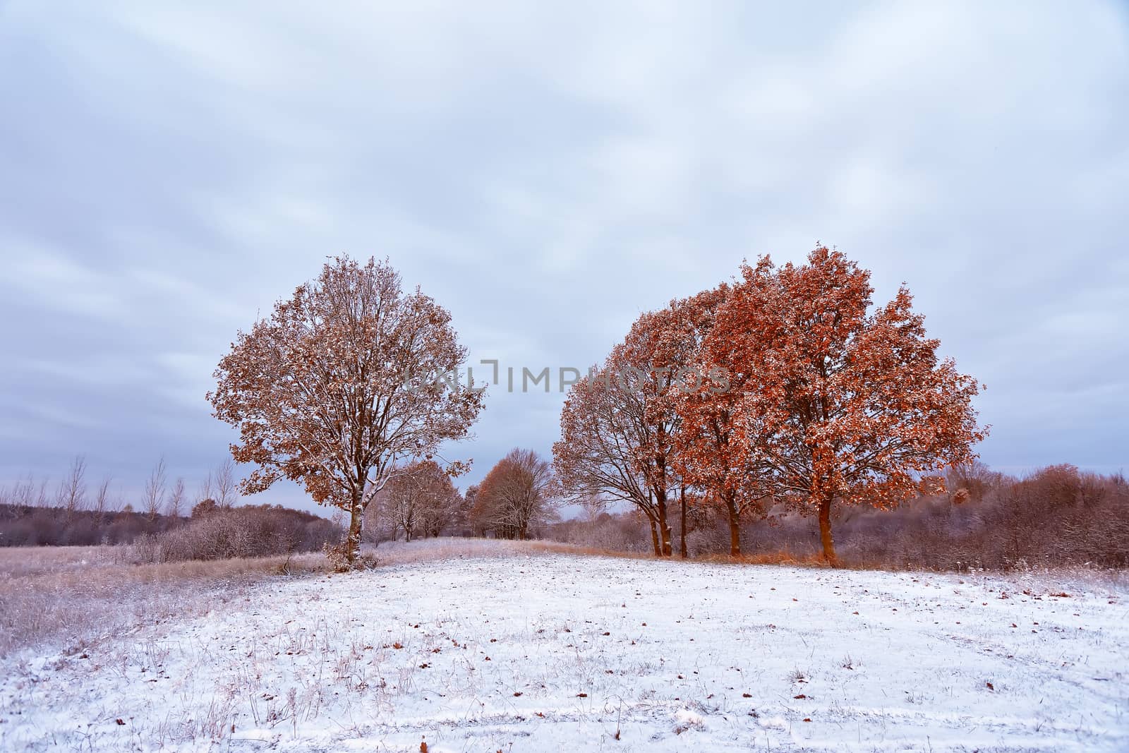 First snow in the autumn forest. Fall colors on the trees. Belarus autumn Landscape