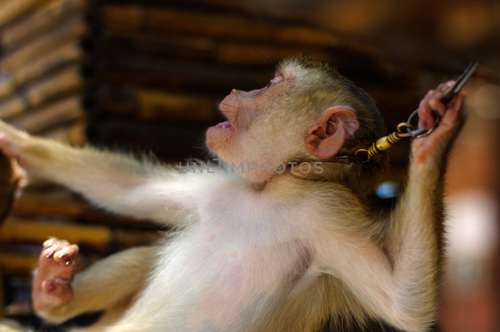 a young brown macaca monkey in Chains. Thailand
