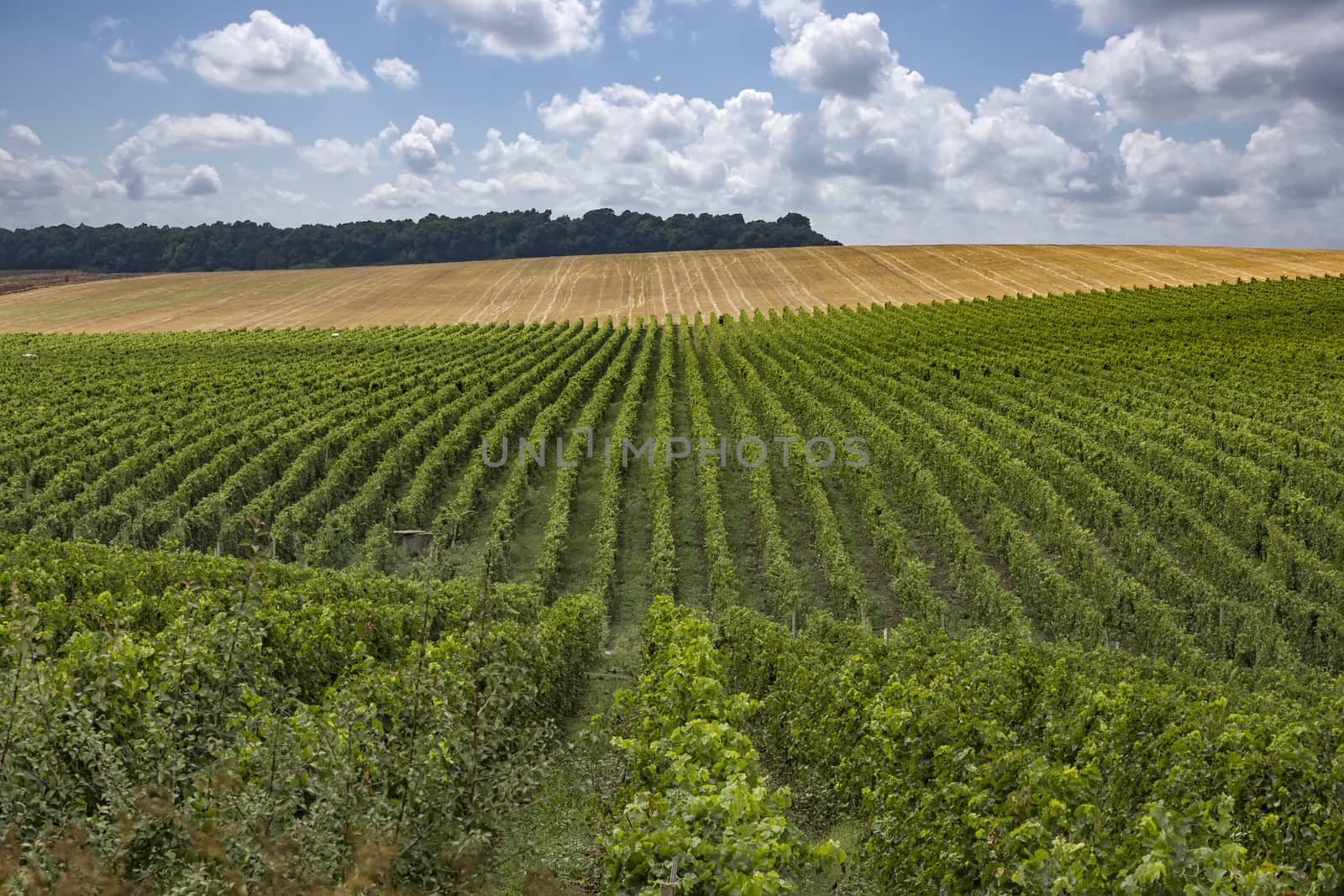 Summer scene of beautiful green vineyard with cloudy sky and mountain horizon.