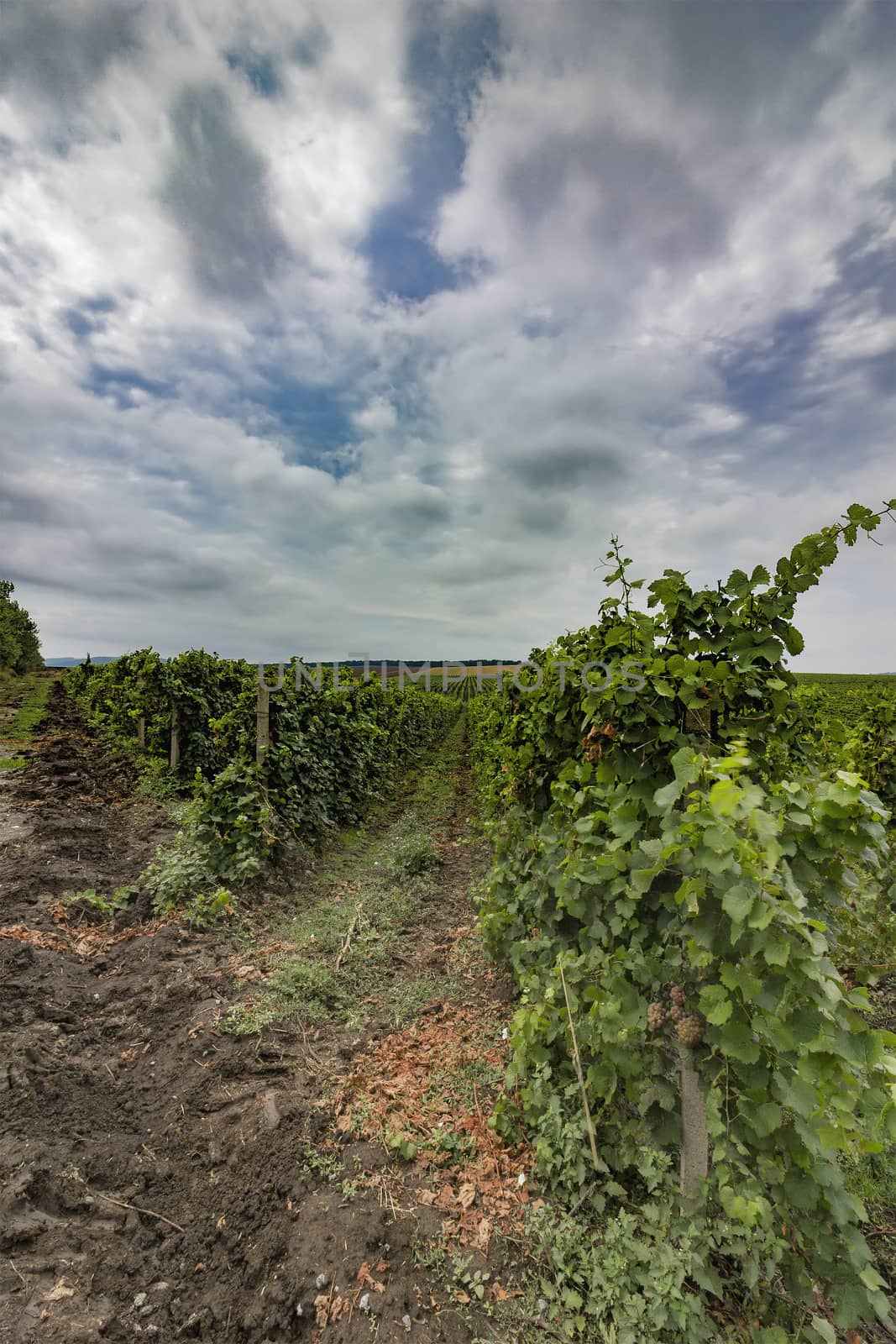 A Beautiful day view over vineyard