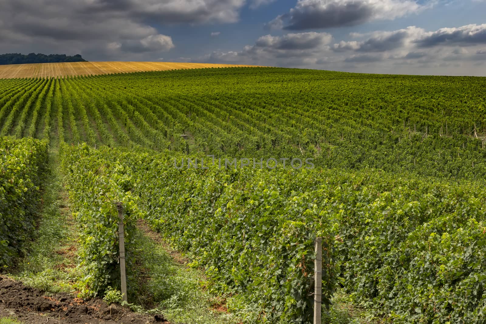 Summer scene of beautiful green vineyard with cloudy sky and mountain horizon.