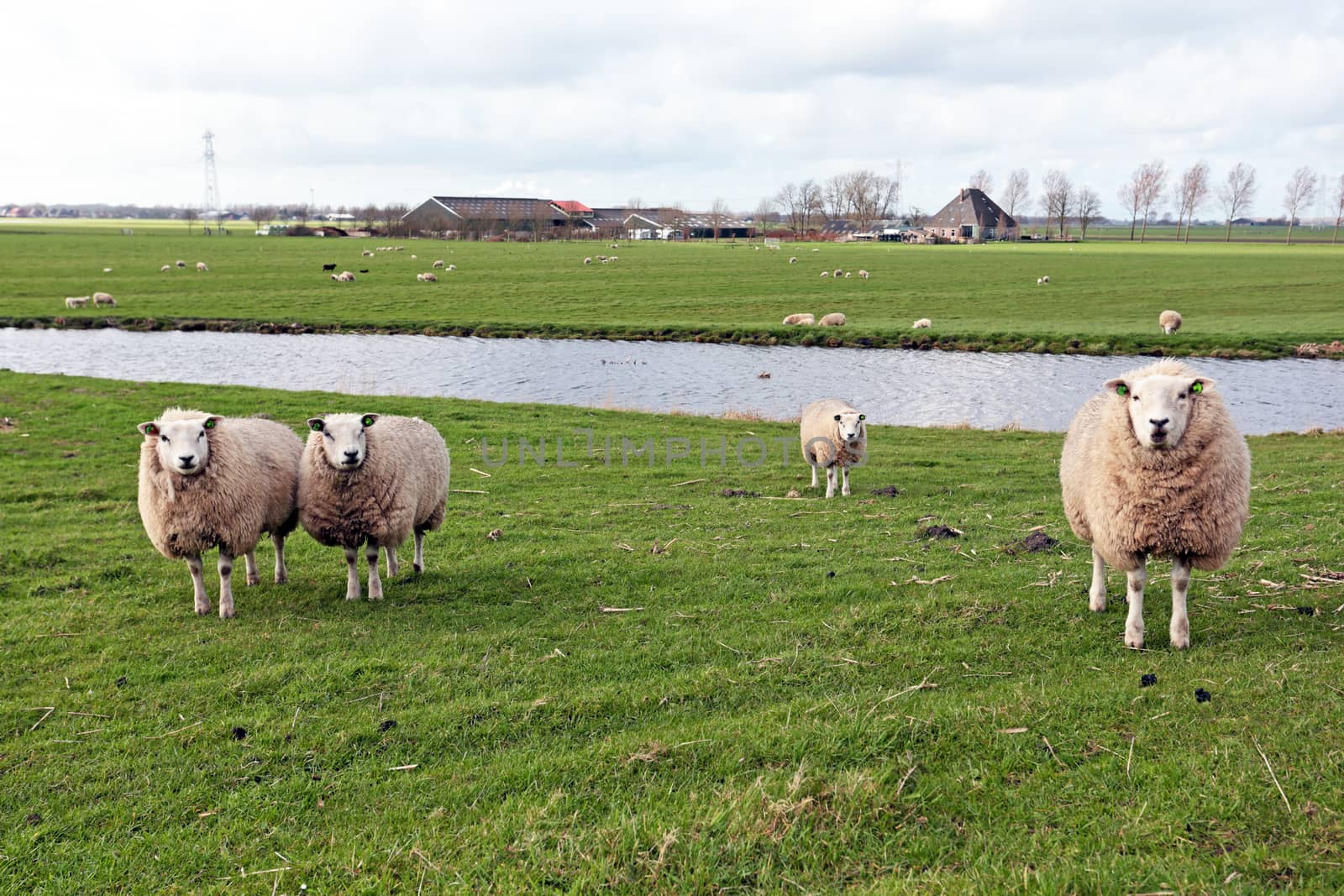 Sheep in the countryside from the Netherlands