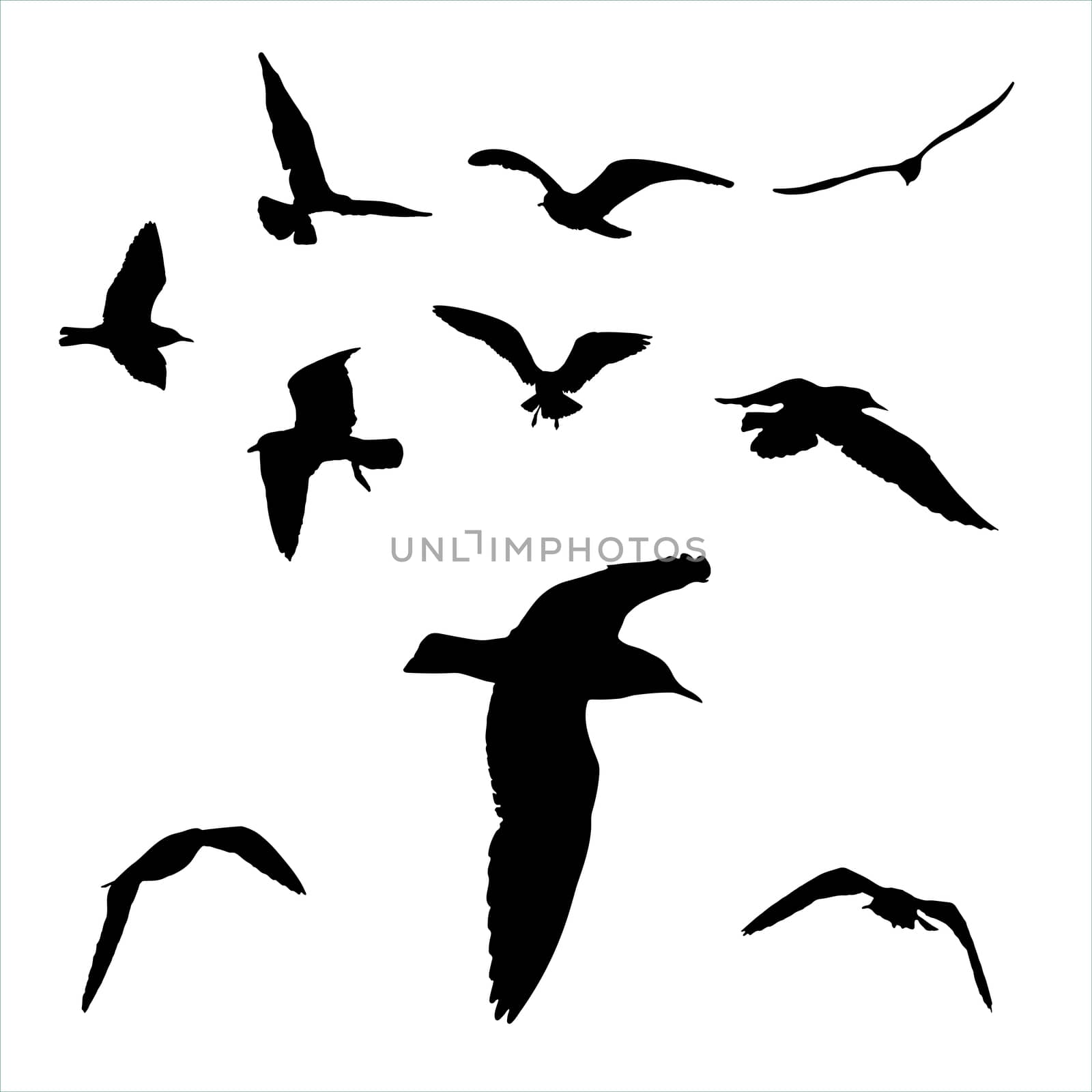  set - seagull silhouette on white background collection by skrotov