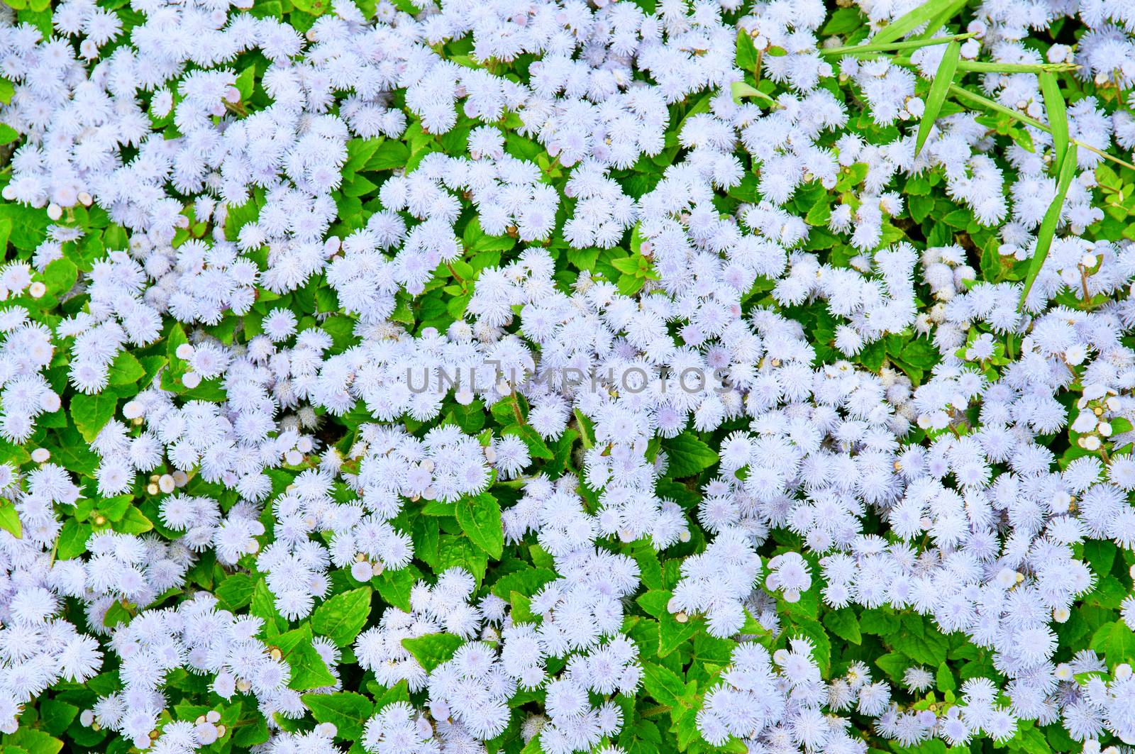 bright background of flowering outdoor plants