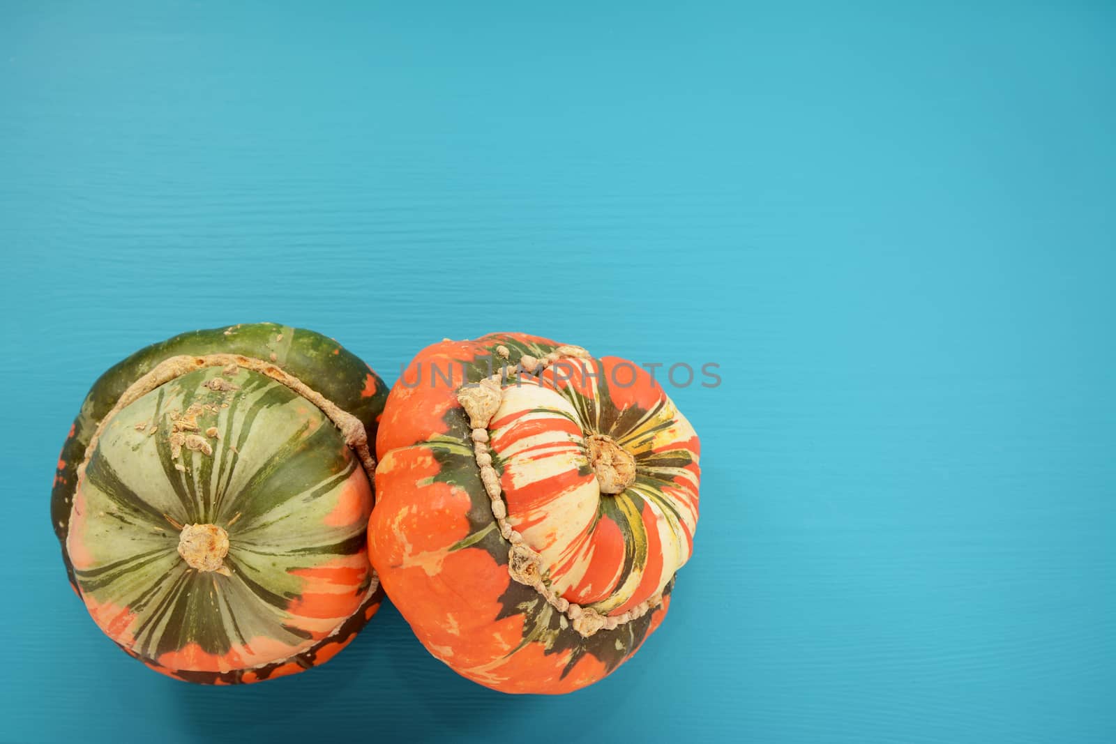 Two Turks turban squash with attractive markings on a wooden background painted teal with copy space