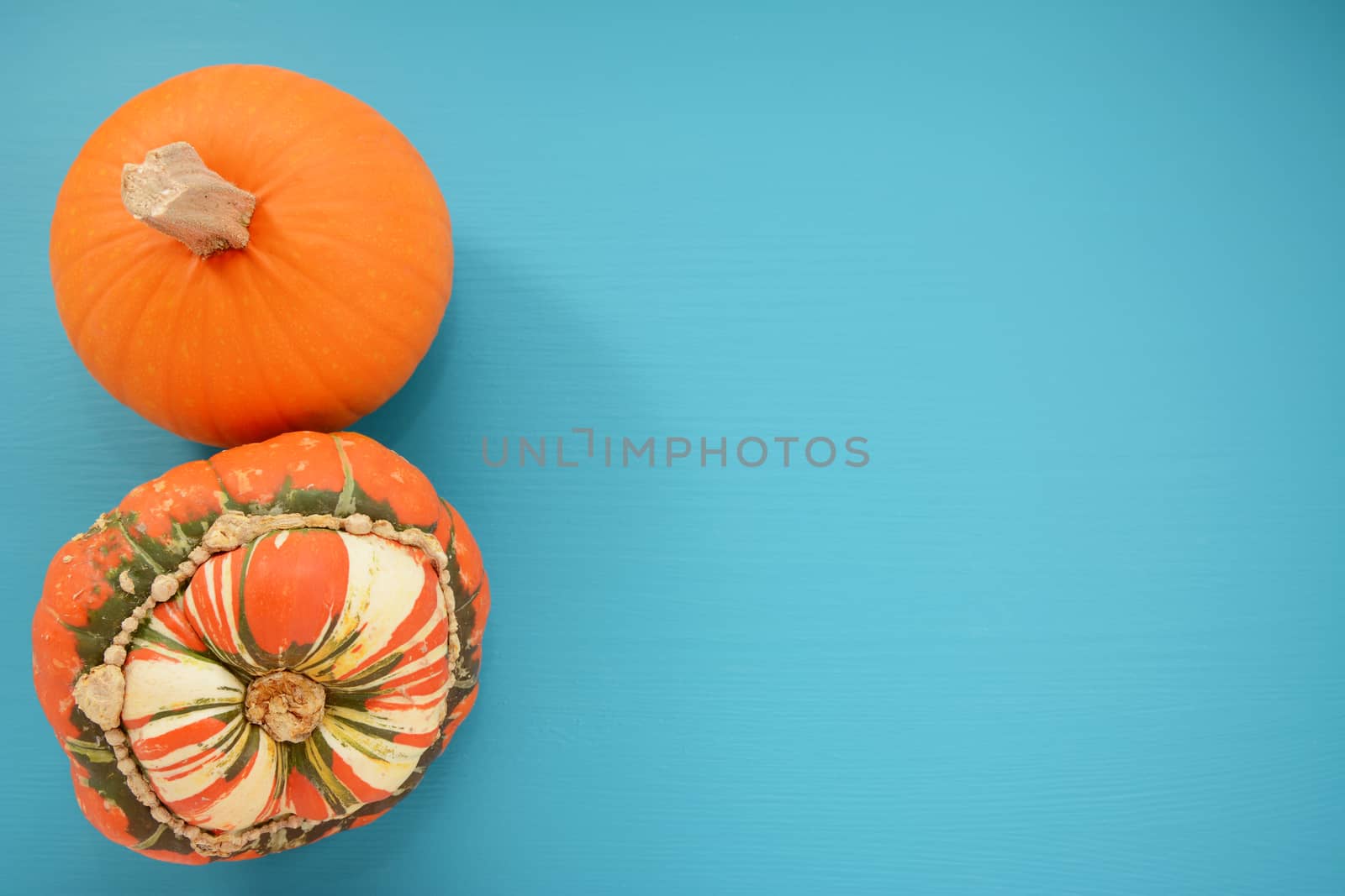 Ripe pumpkin and Turks turban squash with copy space on turquoise background of painted wood