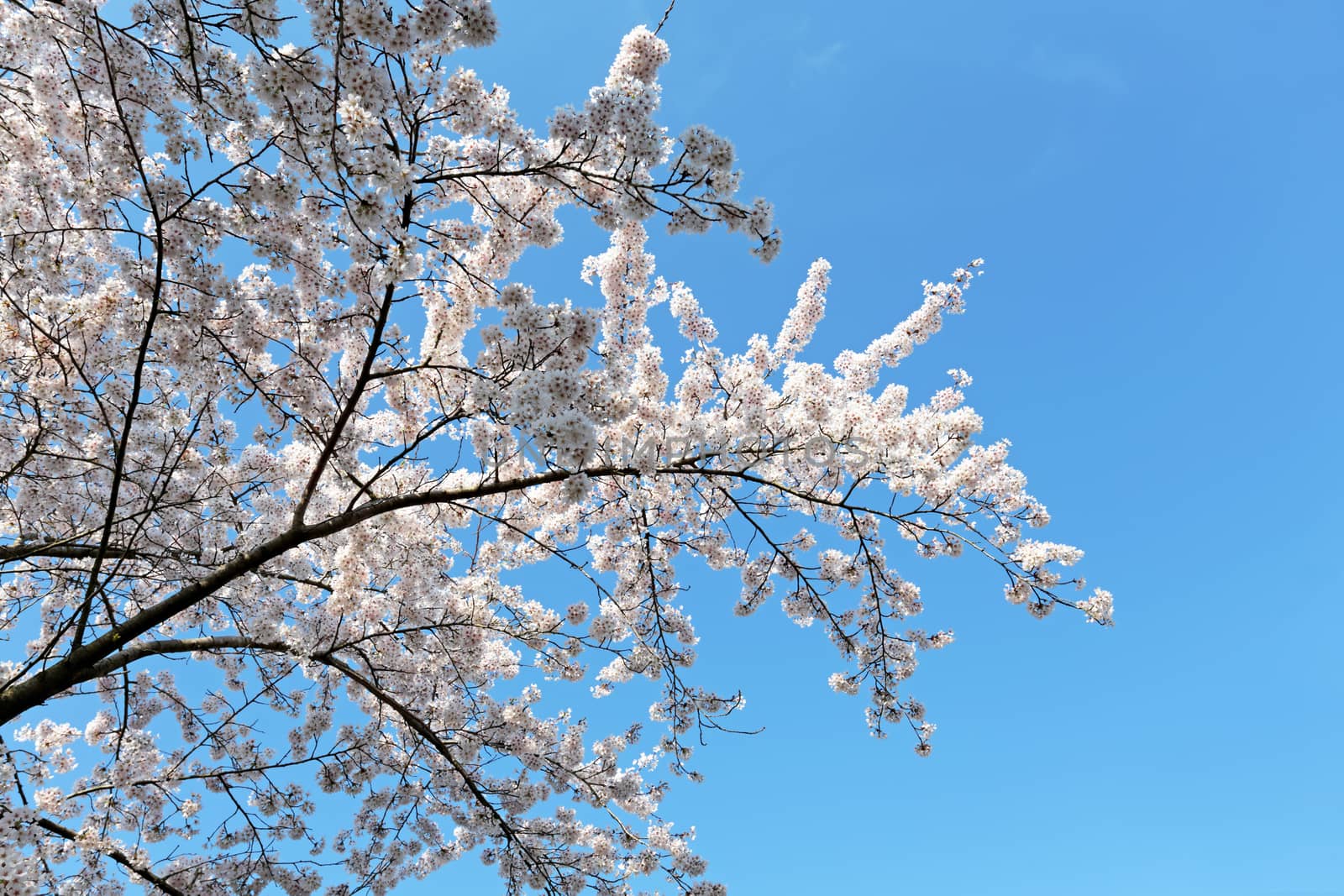 Japanese white cherry blossom in spring