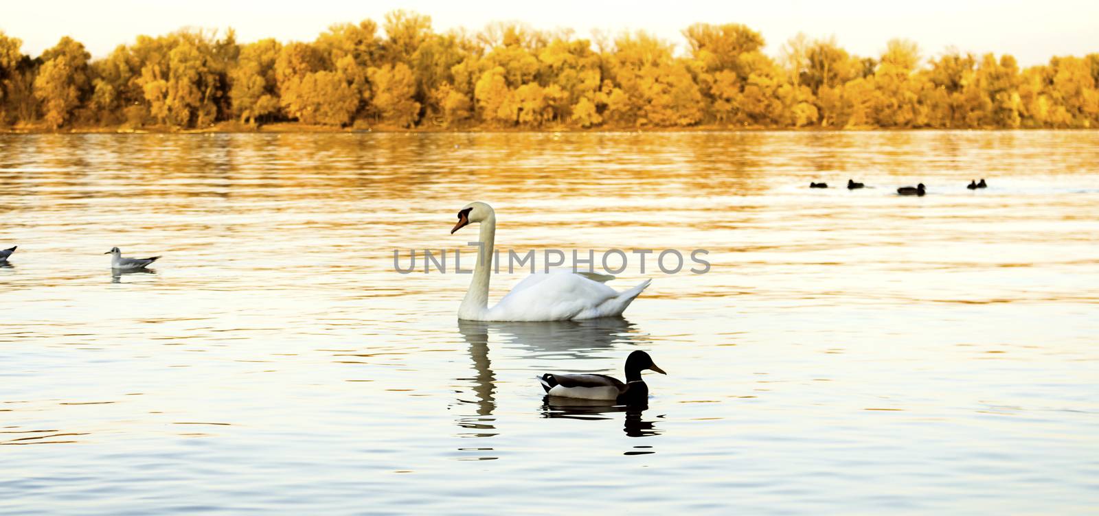 Swans at the river Danube
