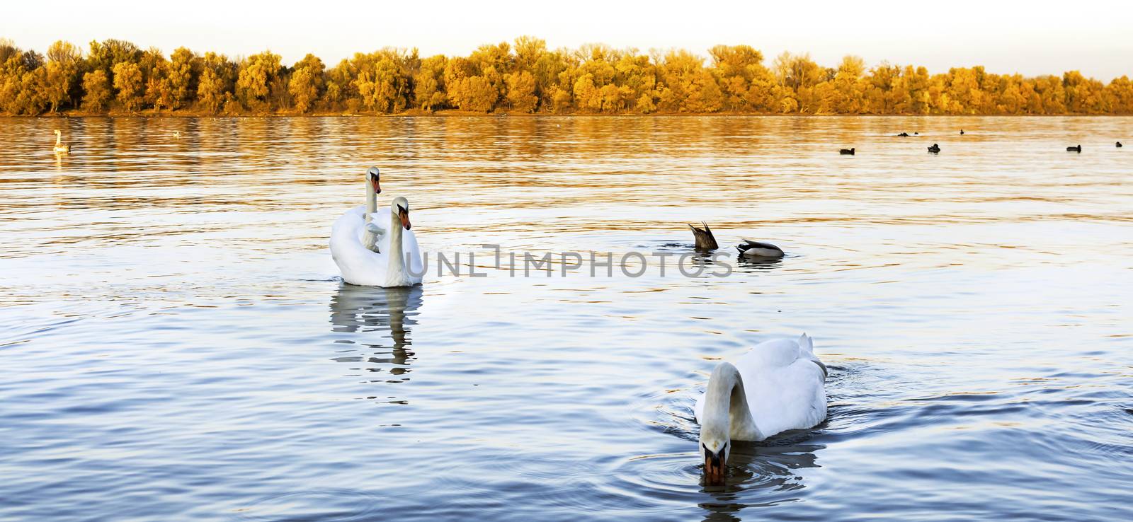 Swans at the river Danube