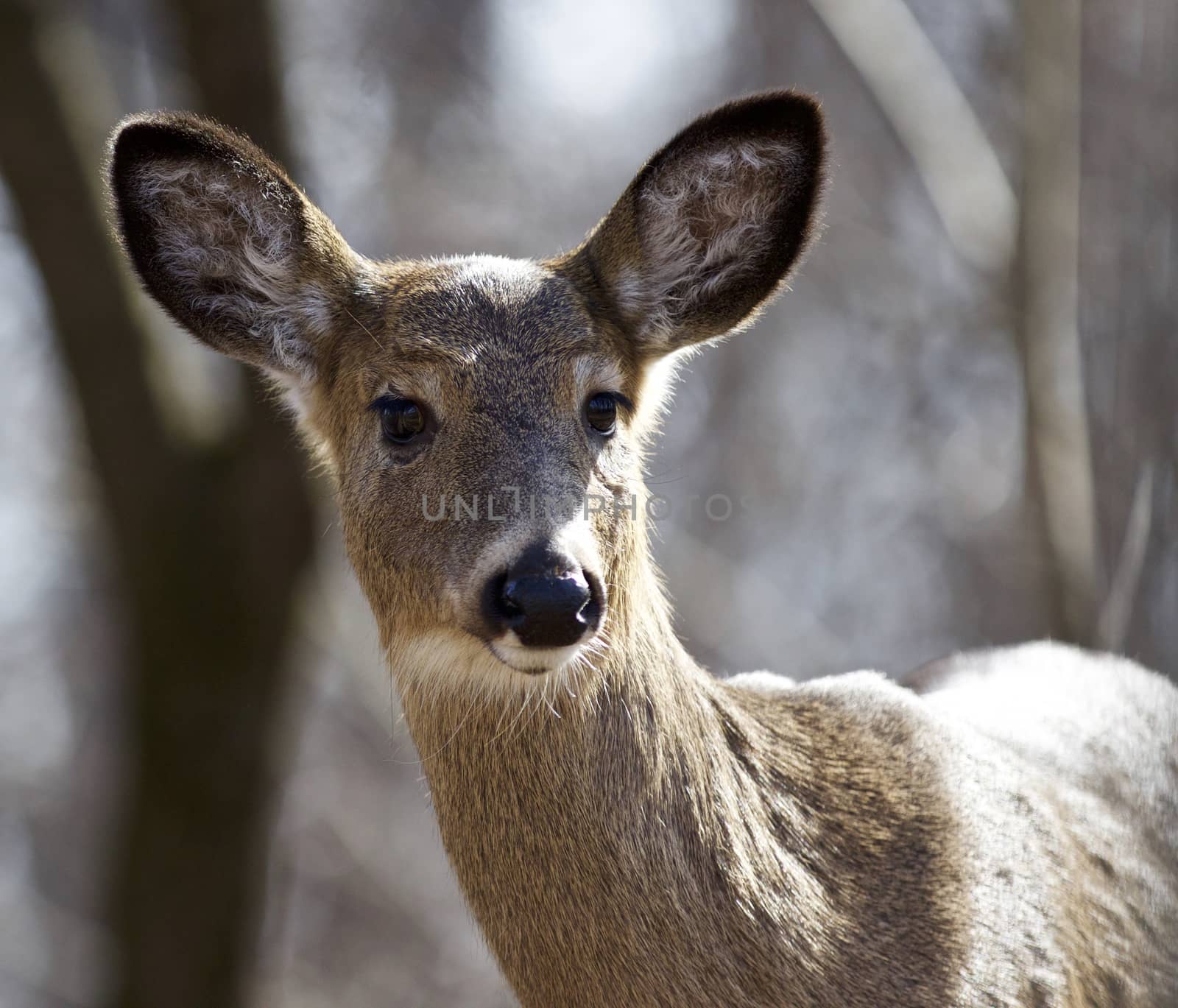 Isolated photo of a surprised cute wild deer in the forest