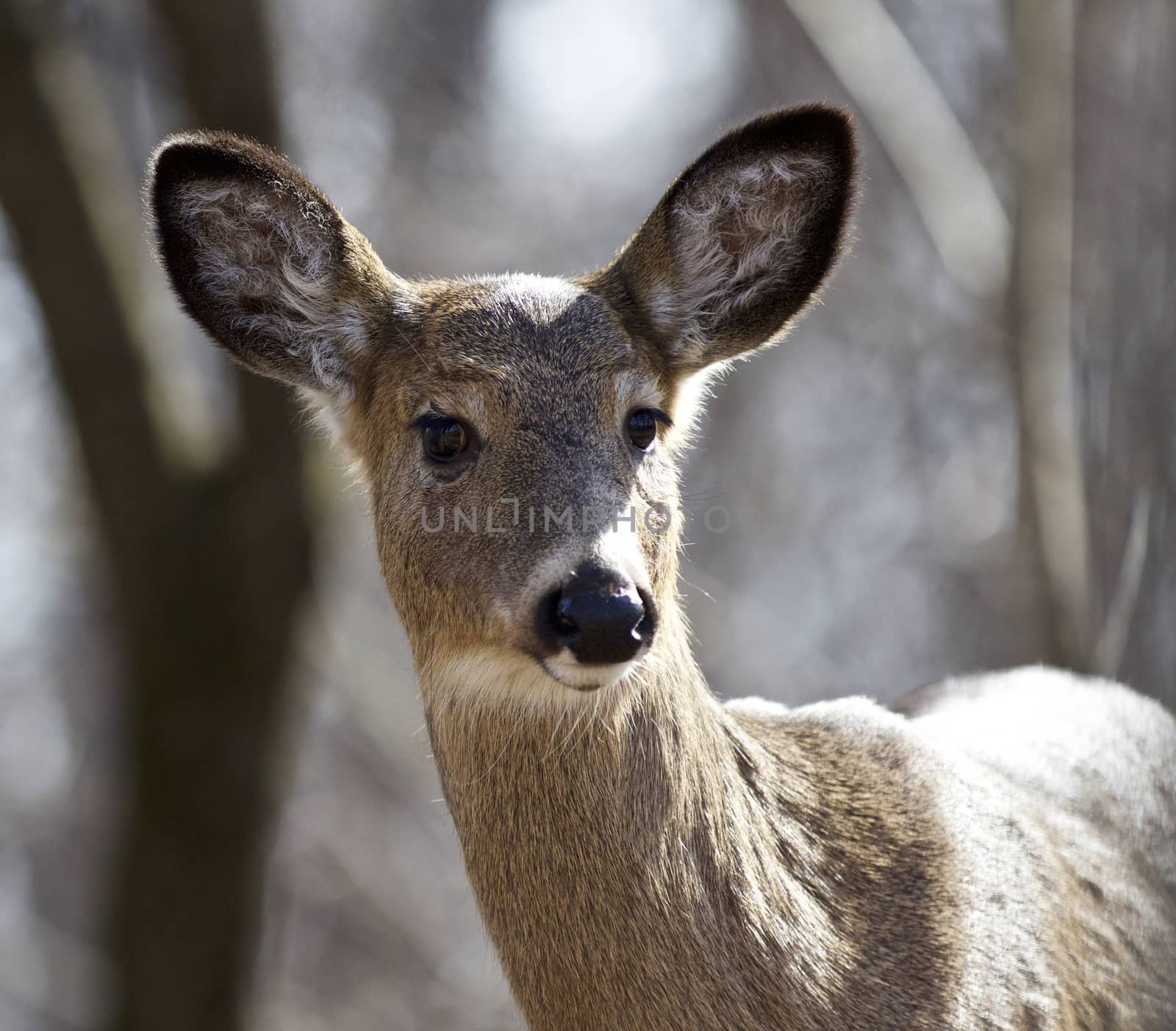 Beautiful isolated closeup of a funny cute wild deer in the forest