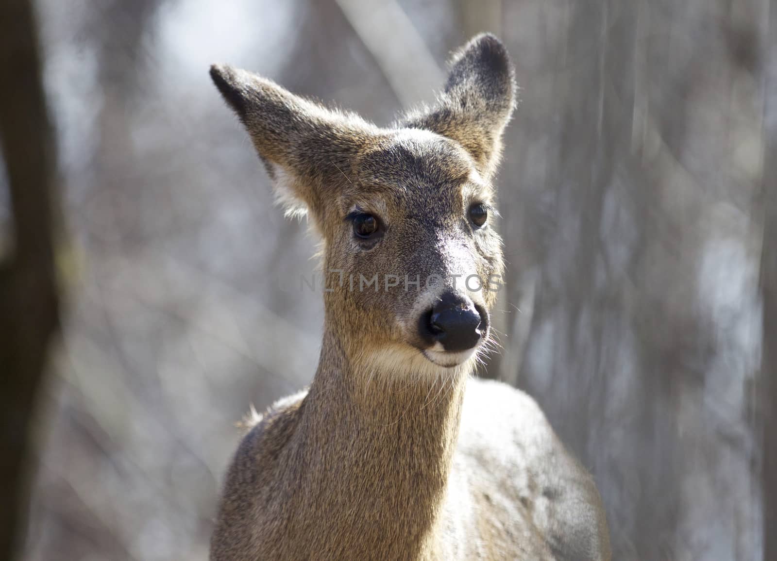 Beautiful isolated image with a wild deer in the forest by teo