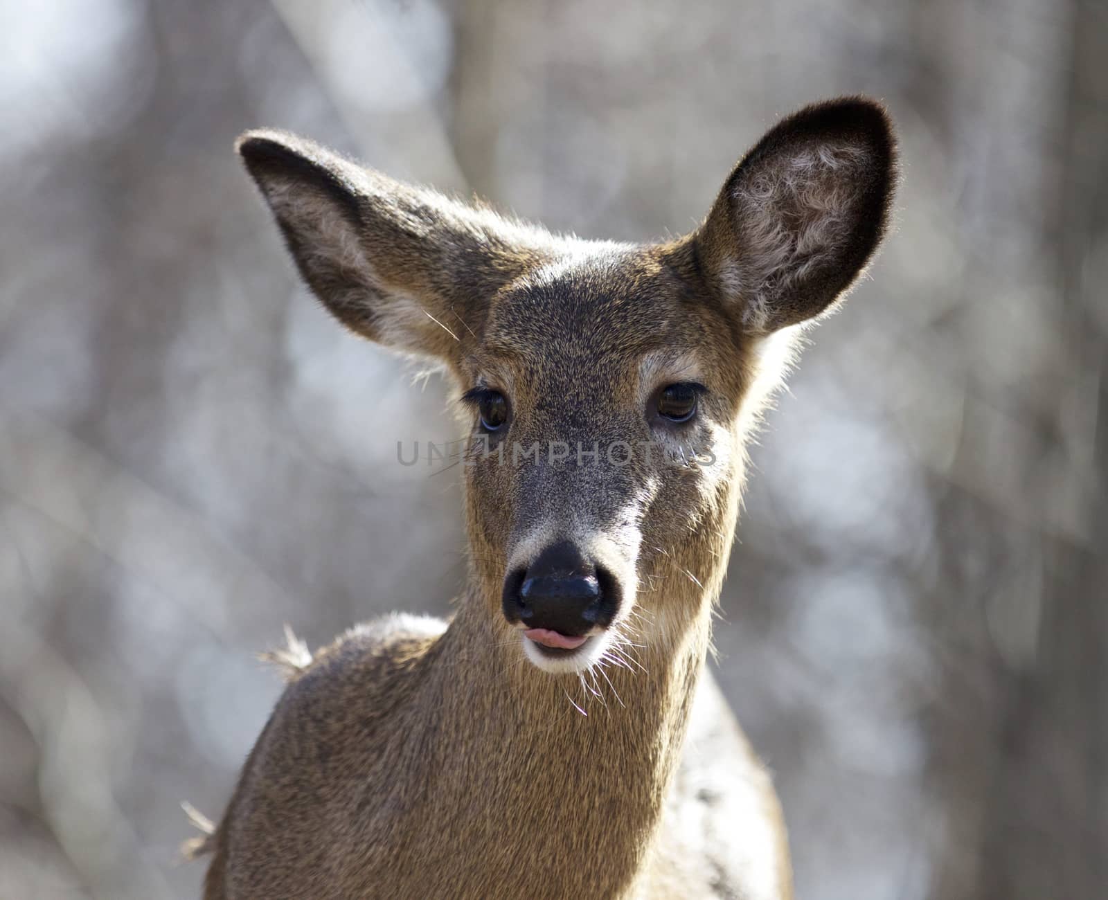 Beautiful isolated portrait of a funny wild deer in the forest by teo