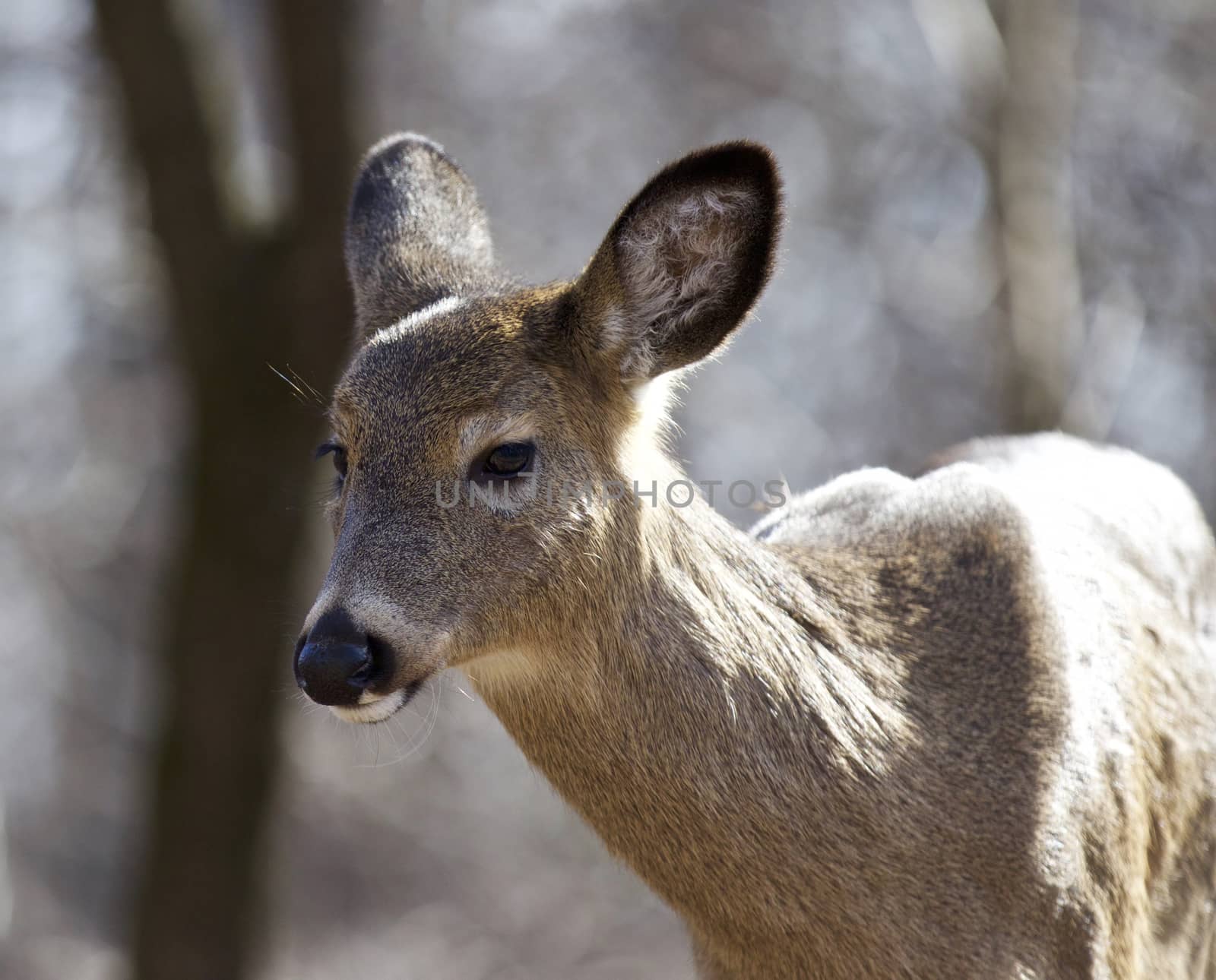 Beautiful isolated image with a wild deer in the forest by teo