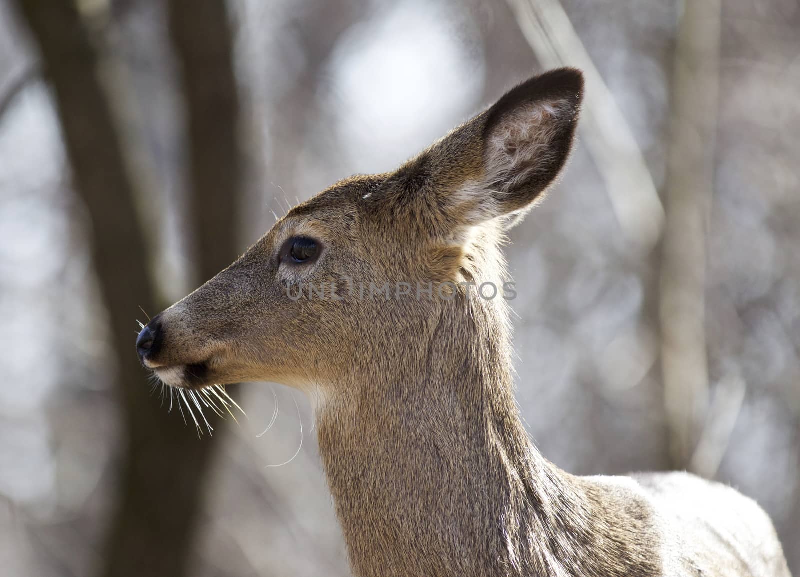 Isolated photo of an awake wild deer in the forest by teo