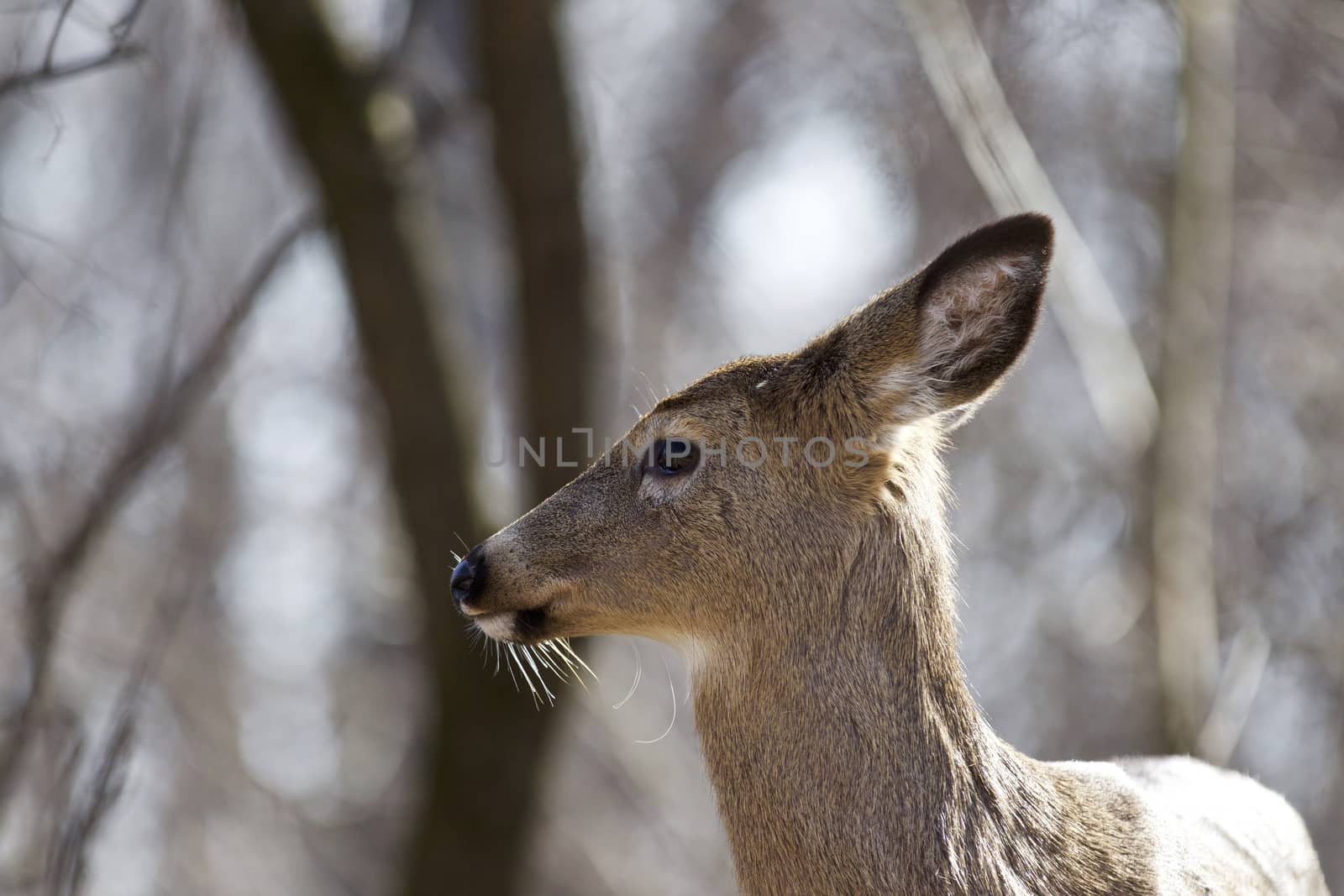 Beautiful isolated background with a wild deer in the forest by teo