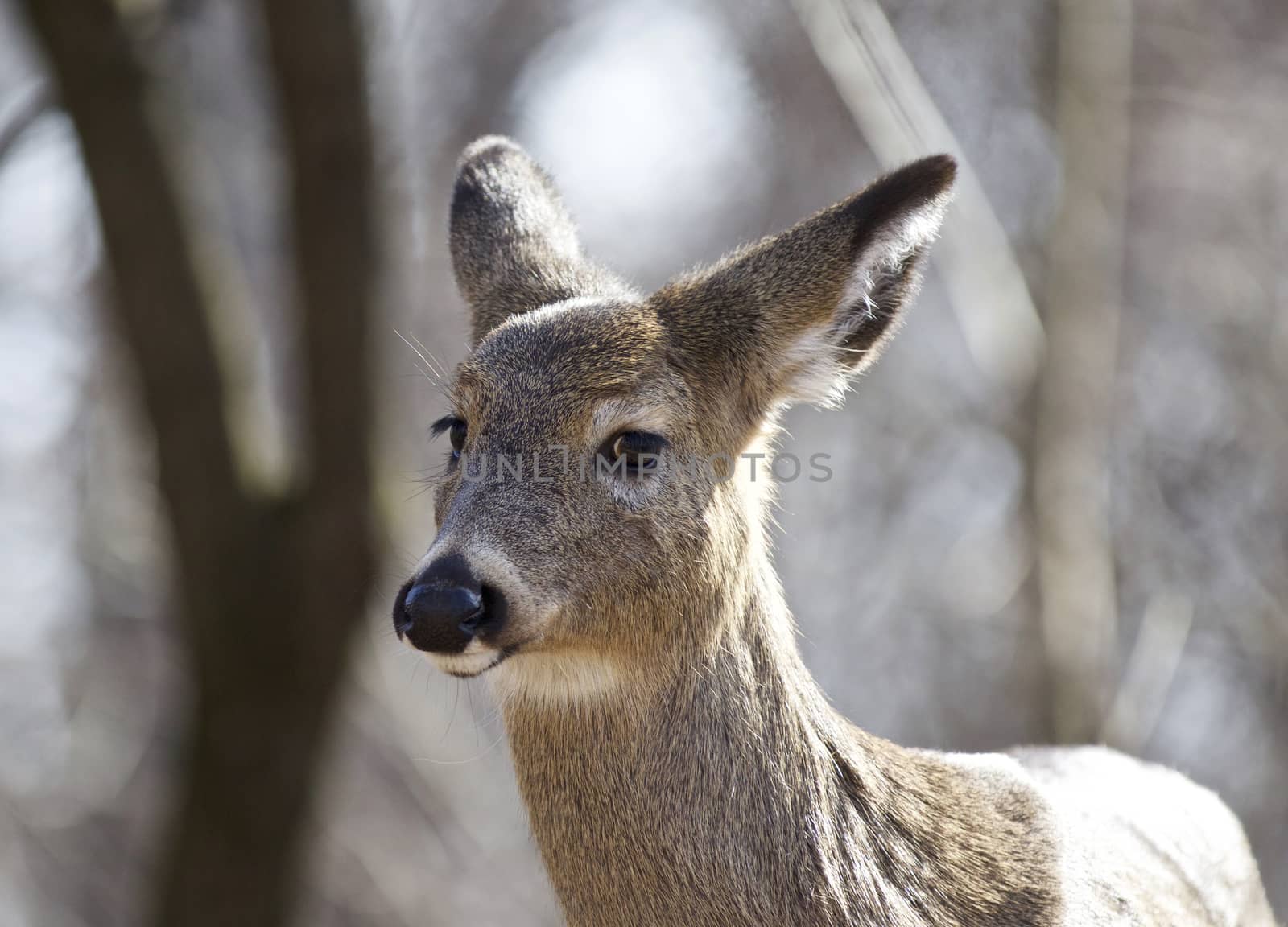 Isolated photo of a funny wild young deer in the forest by teo