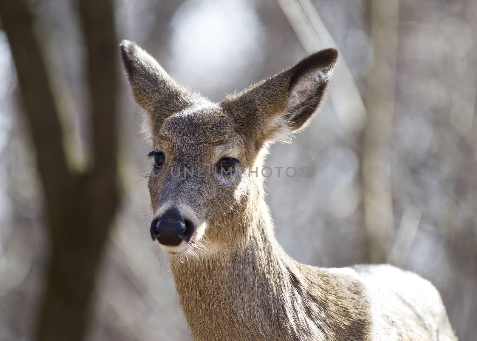 Beautiful isolated portrait of a wild deer in the forest by teo