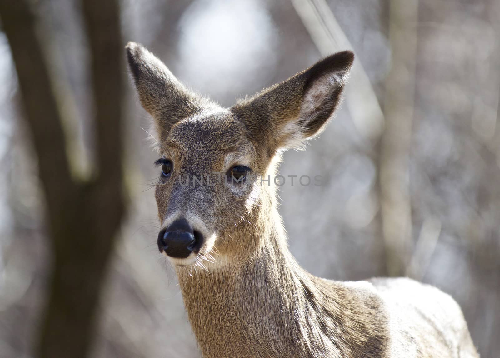 Beautiful isolated portrait of a wild deer in the forest