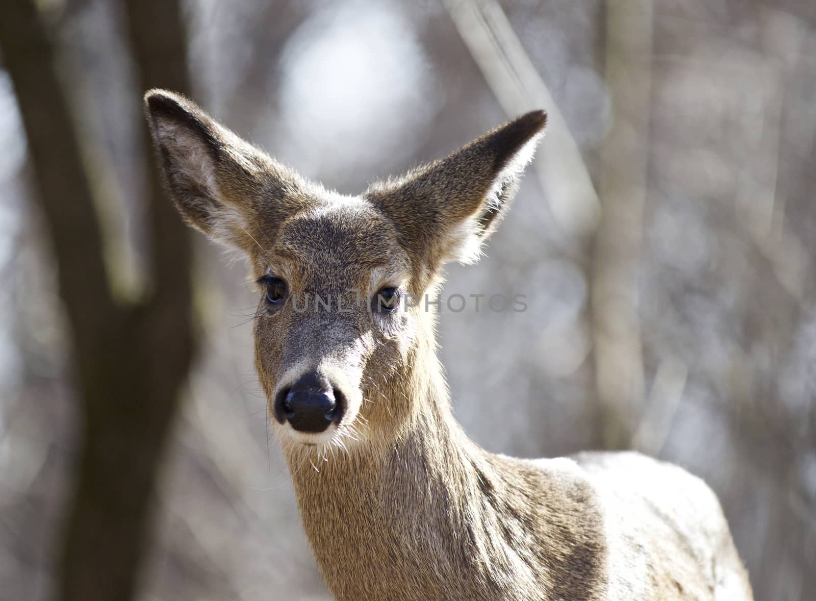 Isolated photo of an unsure wild deer in the forest by teo