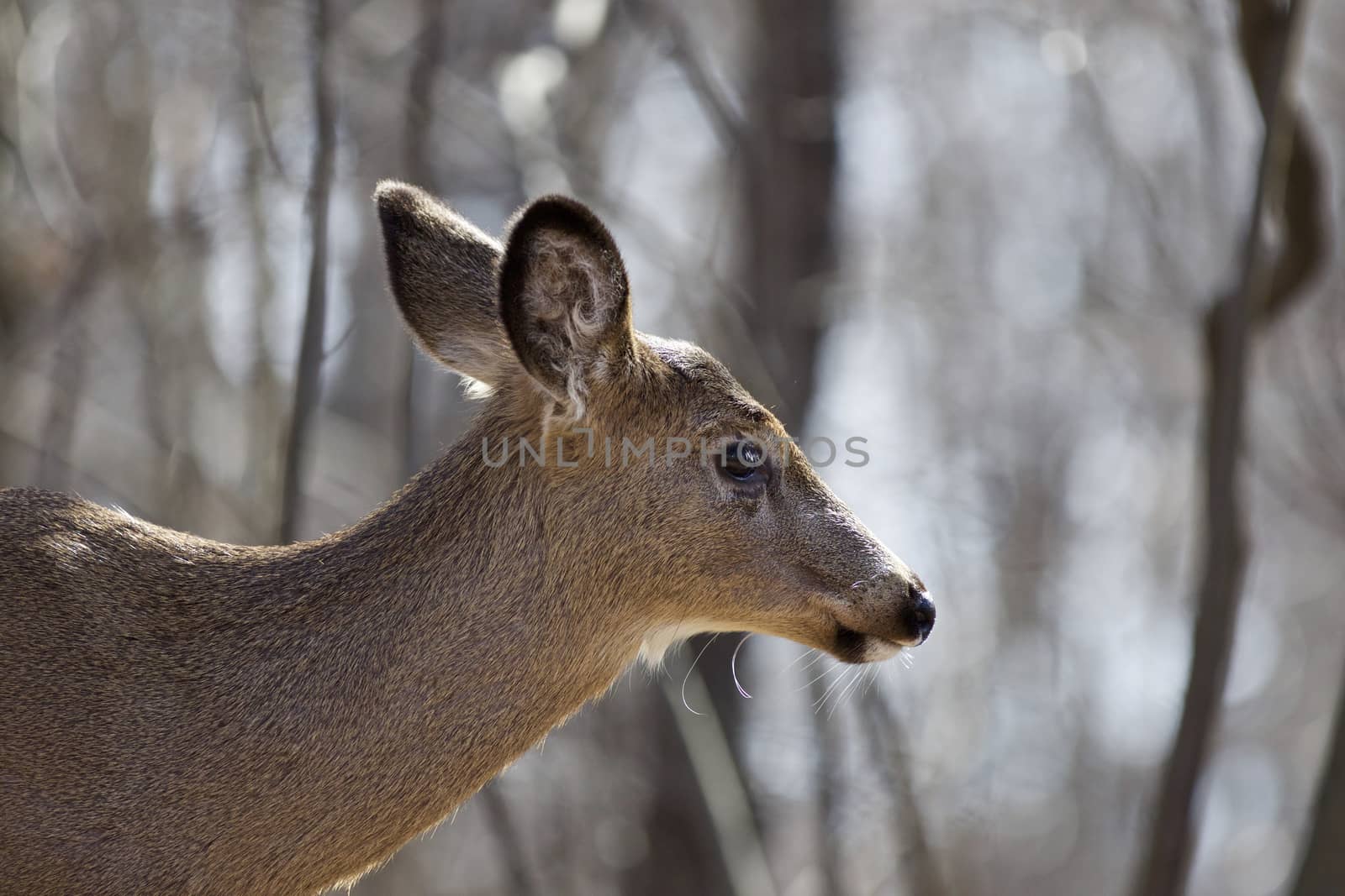 Beautiful isolated background with a wild deer in the forest