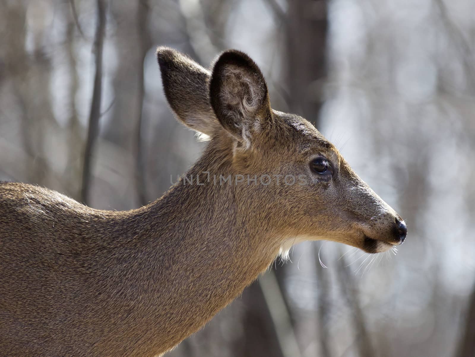 Beautiful isolated image with a wild deer in the forest by teo