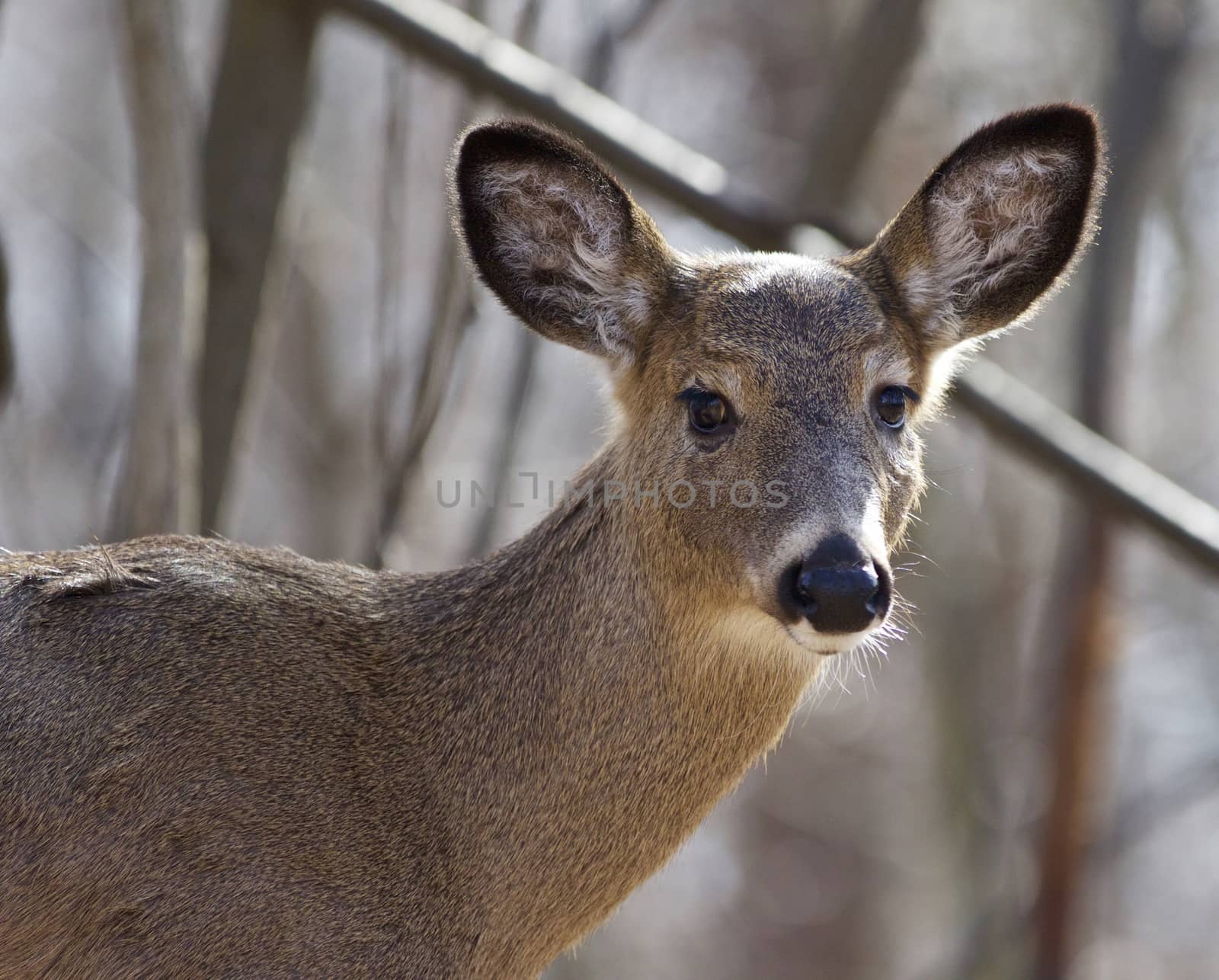 Beautiful isolated portrait of a cute wild deer in the forest by teo