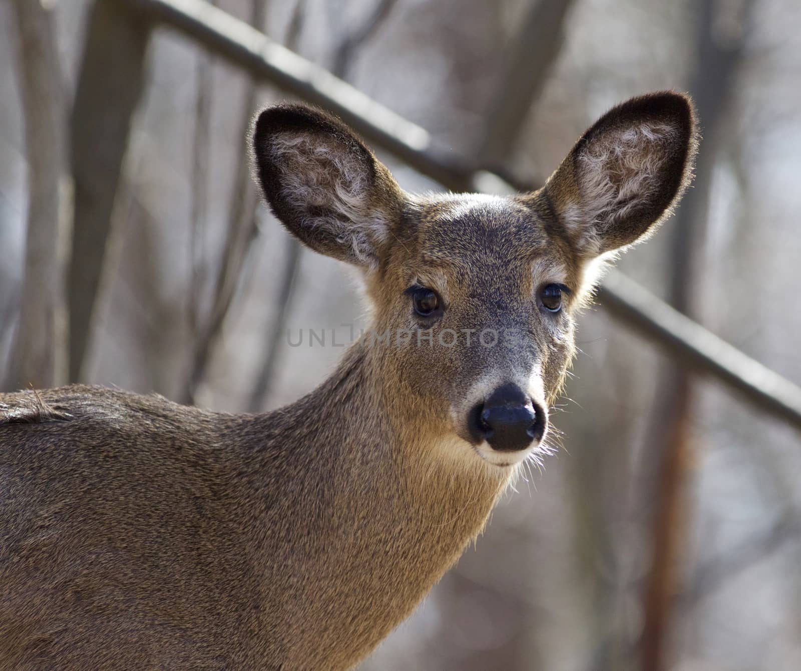 Beautiful isolated picture with a cute wild deer in the forest by teo