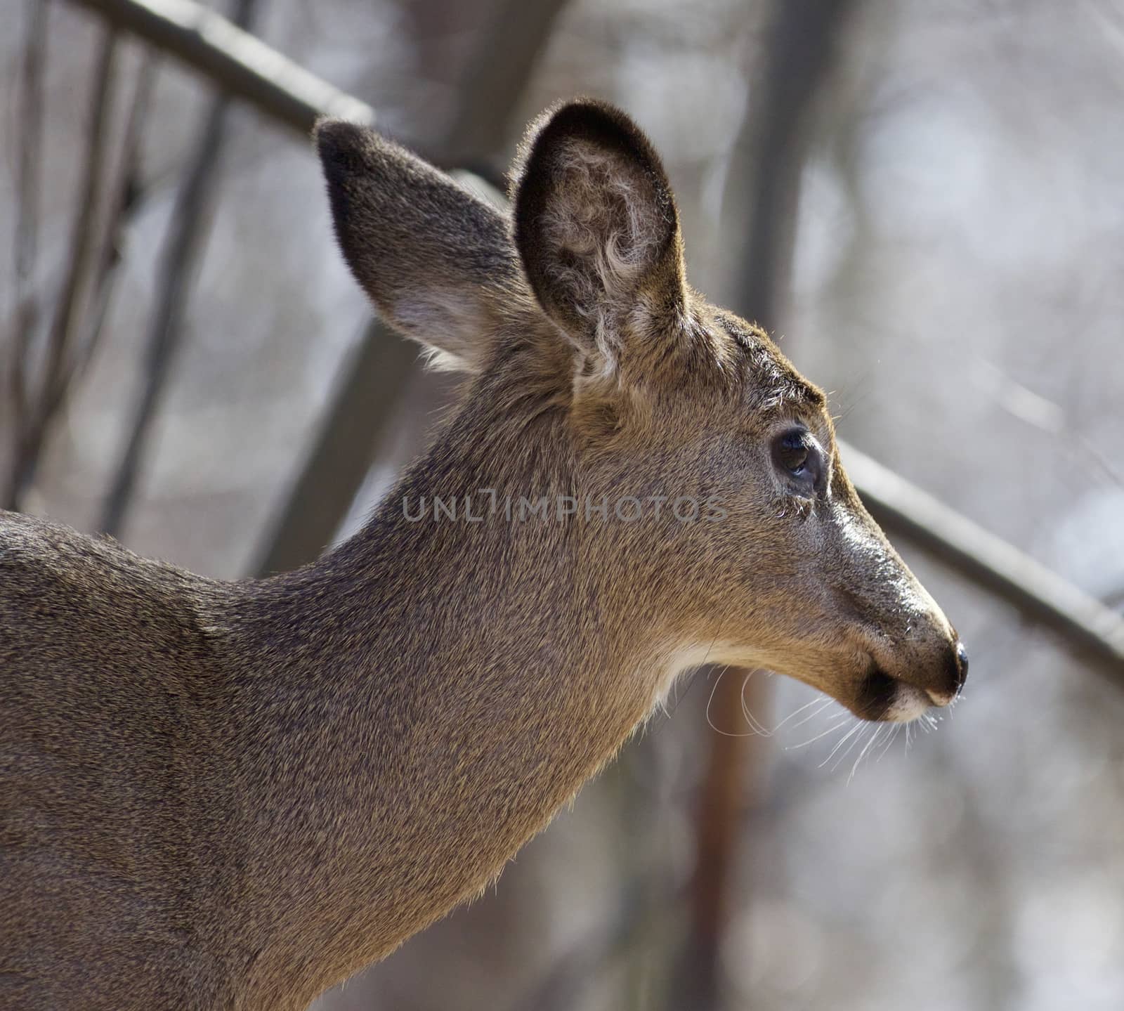 Beautiful isolated closeup of a wild deer in the forest by teo