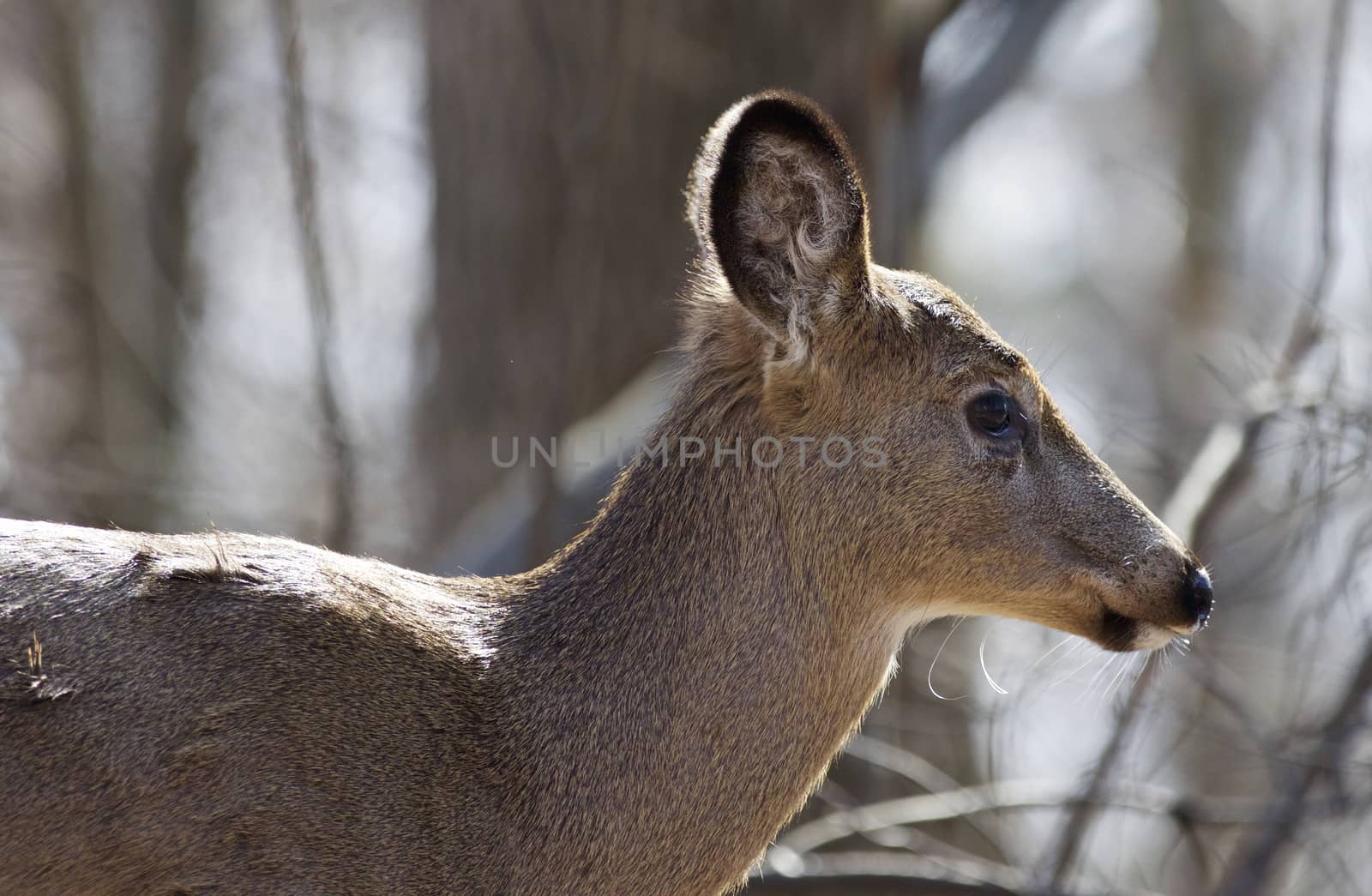 Beautiful isolated photo of a wild deer in the forest