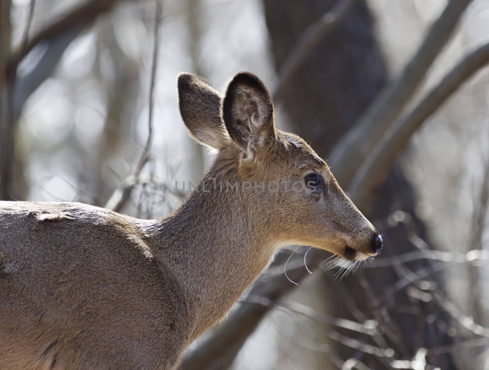 Isolated photo of an awake wild deer in the forest by teo