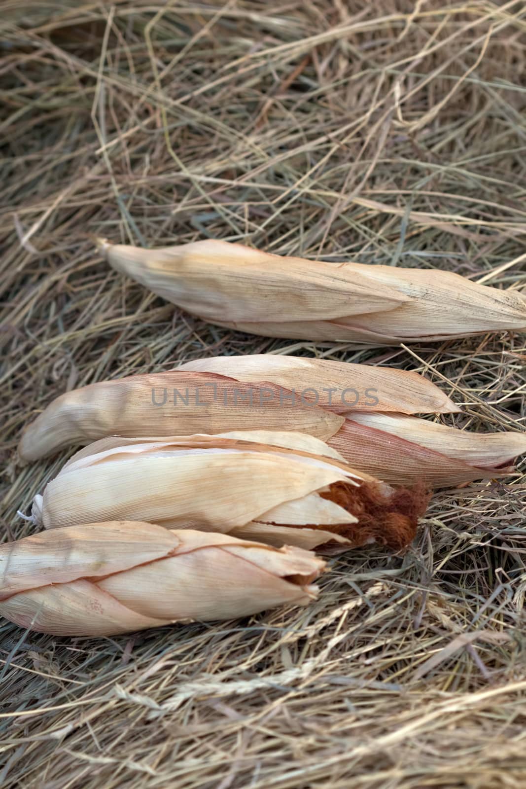 untreated, in dry leaves, corn cobs lie on the hay. Vertical frame. Image with selective focus. Agriculture background.
