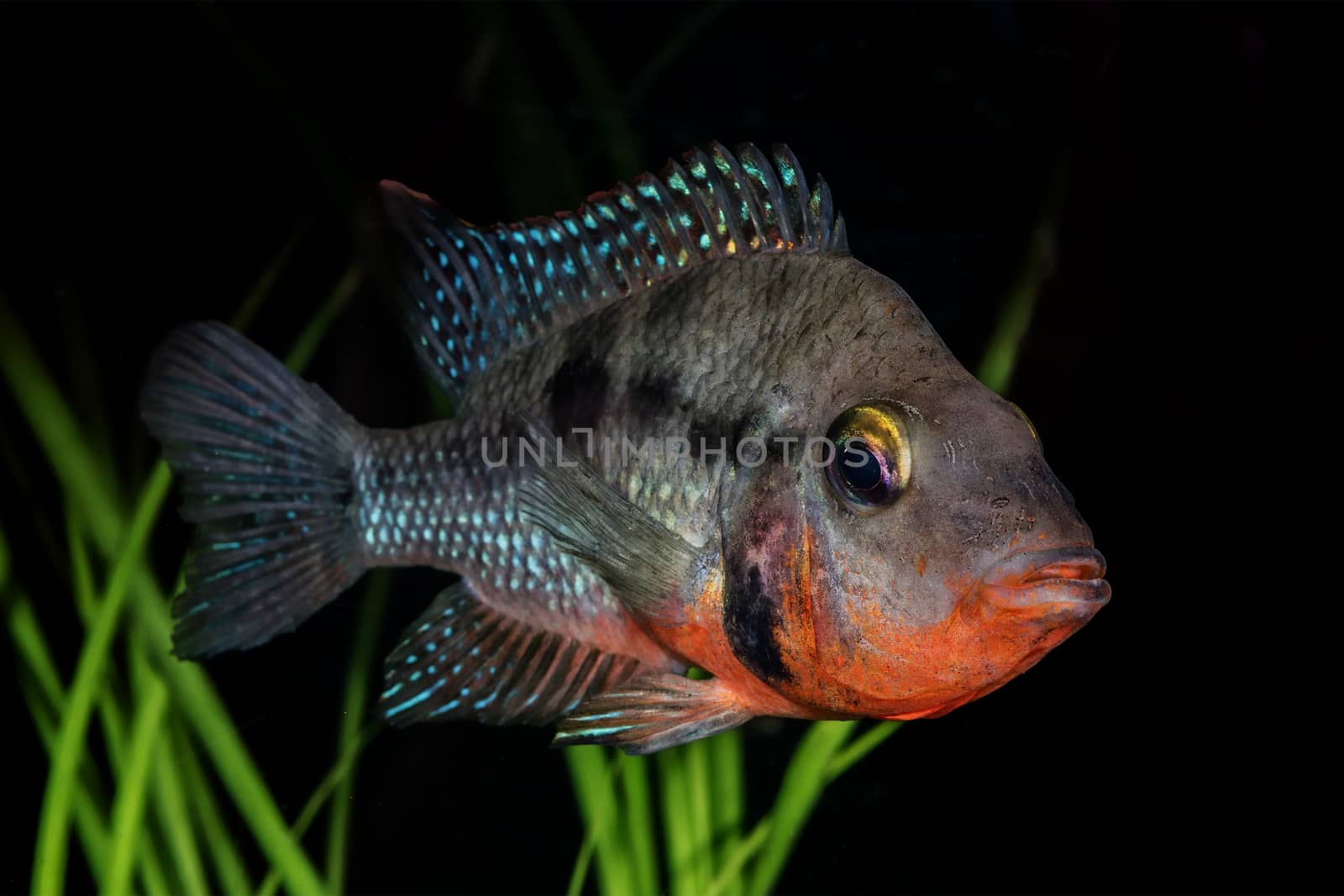 Portrait of freshwater cichlid fish (Thorichthys meeki) in aquarium