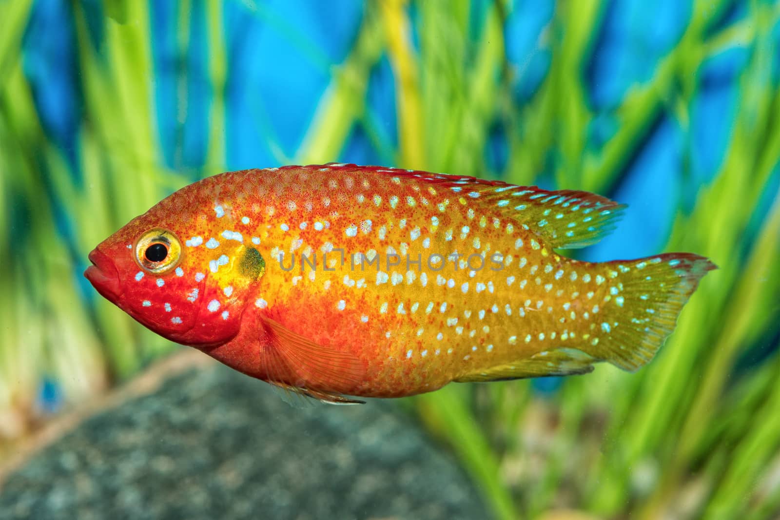 Portrait of freshwater cichlid fish (Hemichromis sp.) in aquarium