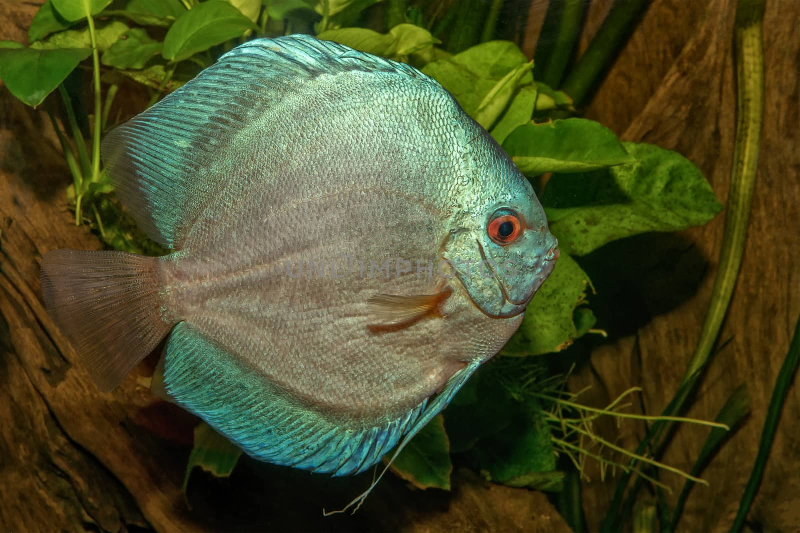 Beautiful portrait of blue discus (Symphysodon sp.) fish