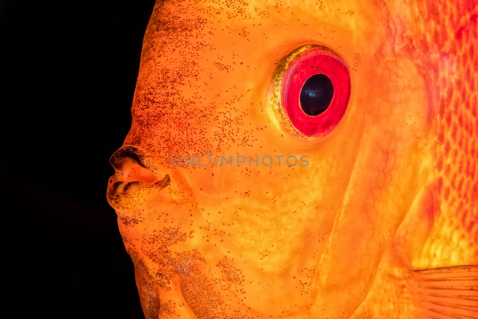 Beautiful portrait of red-orange discus fish
