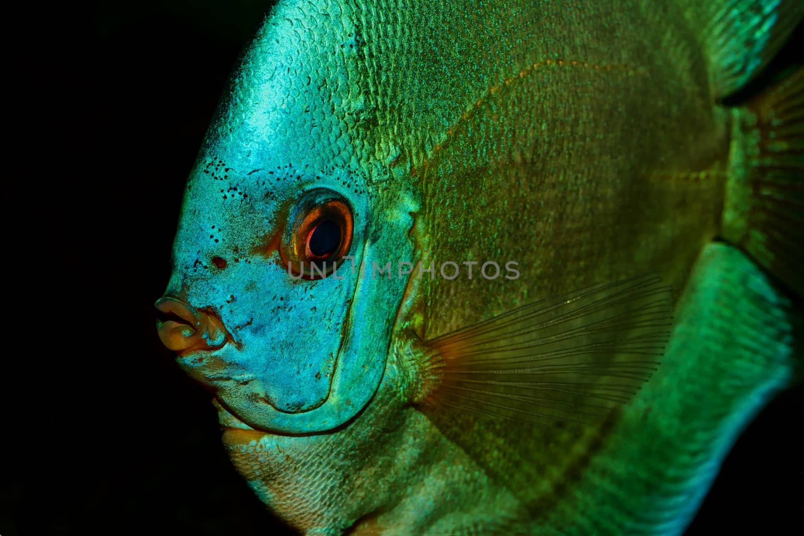 Beautiful portrait of blue discus fish on a black background