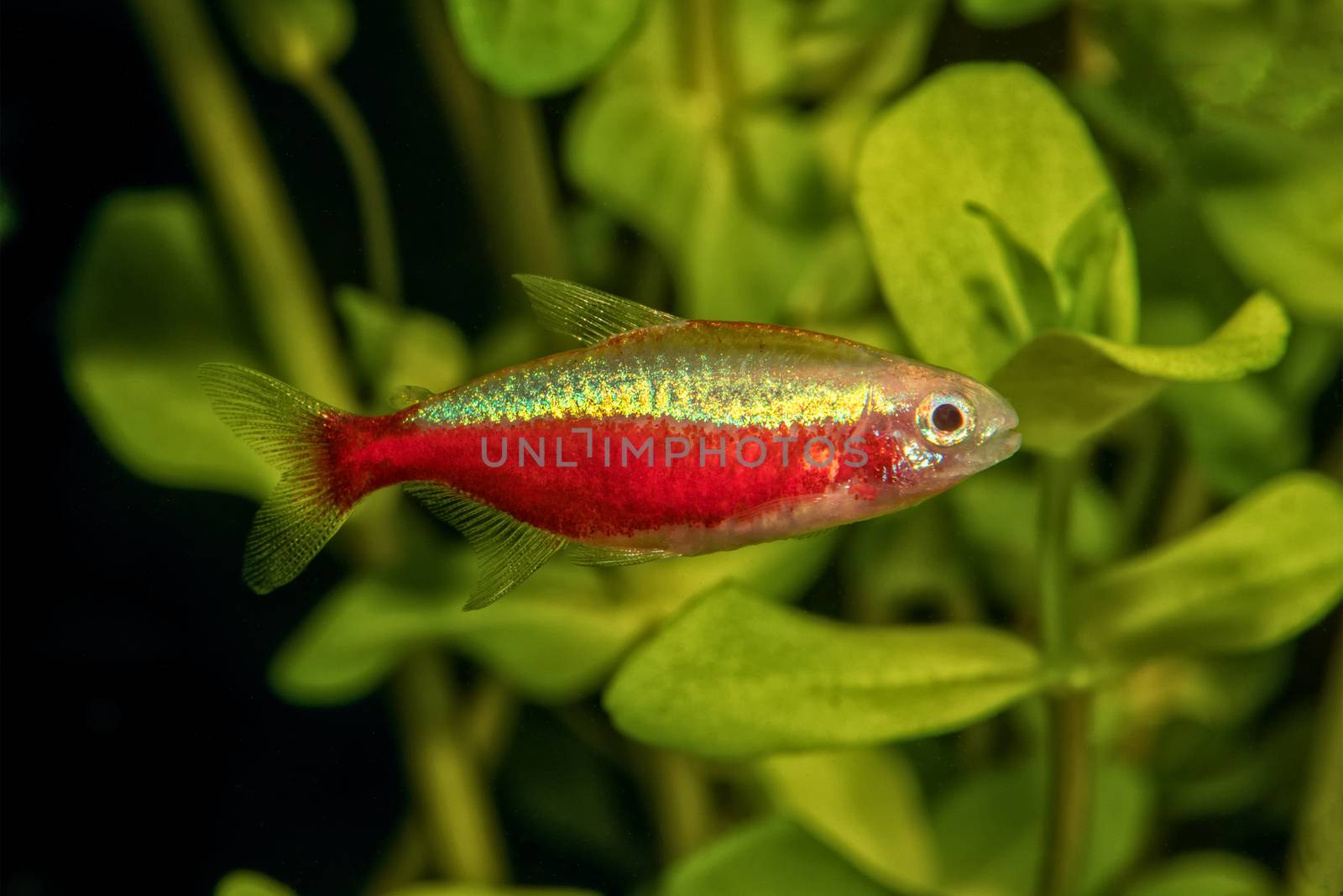 Portrait of freshwater neon tetra fish (Paracheirodon axelrodi) in aquarium