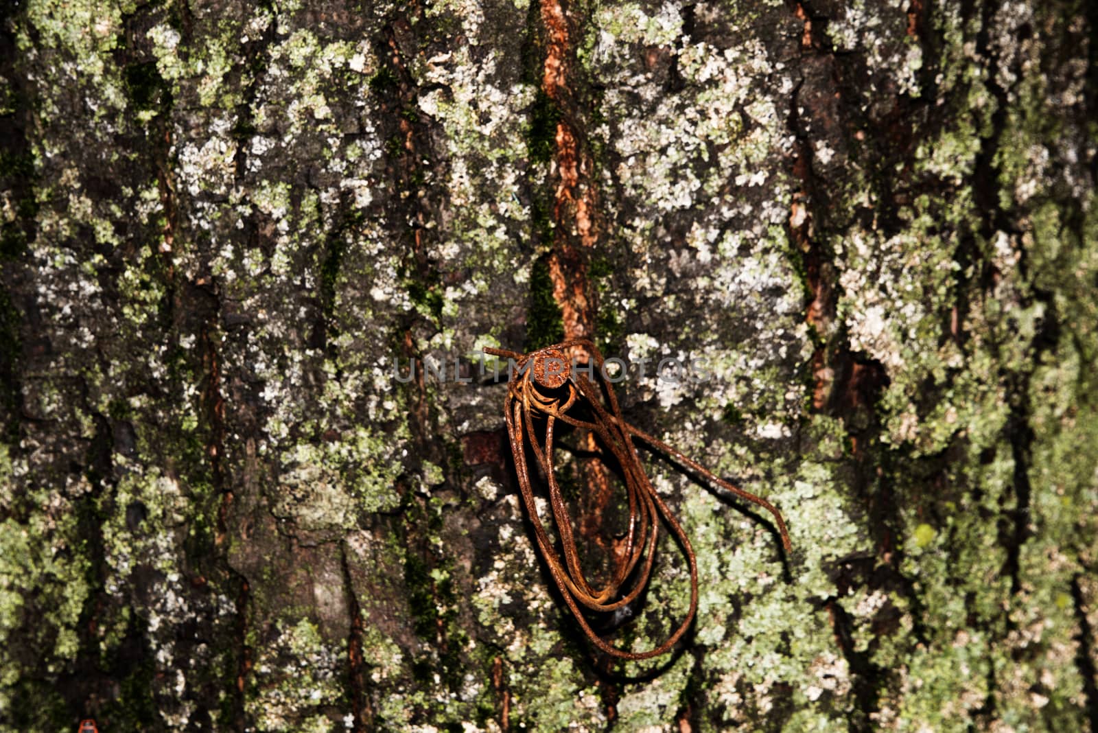 old wood tree bark texture with green moss, tree bark, bark photo, bark background, bark macro, forest tree, tree texture, bark texture