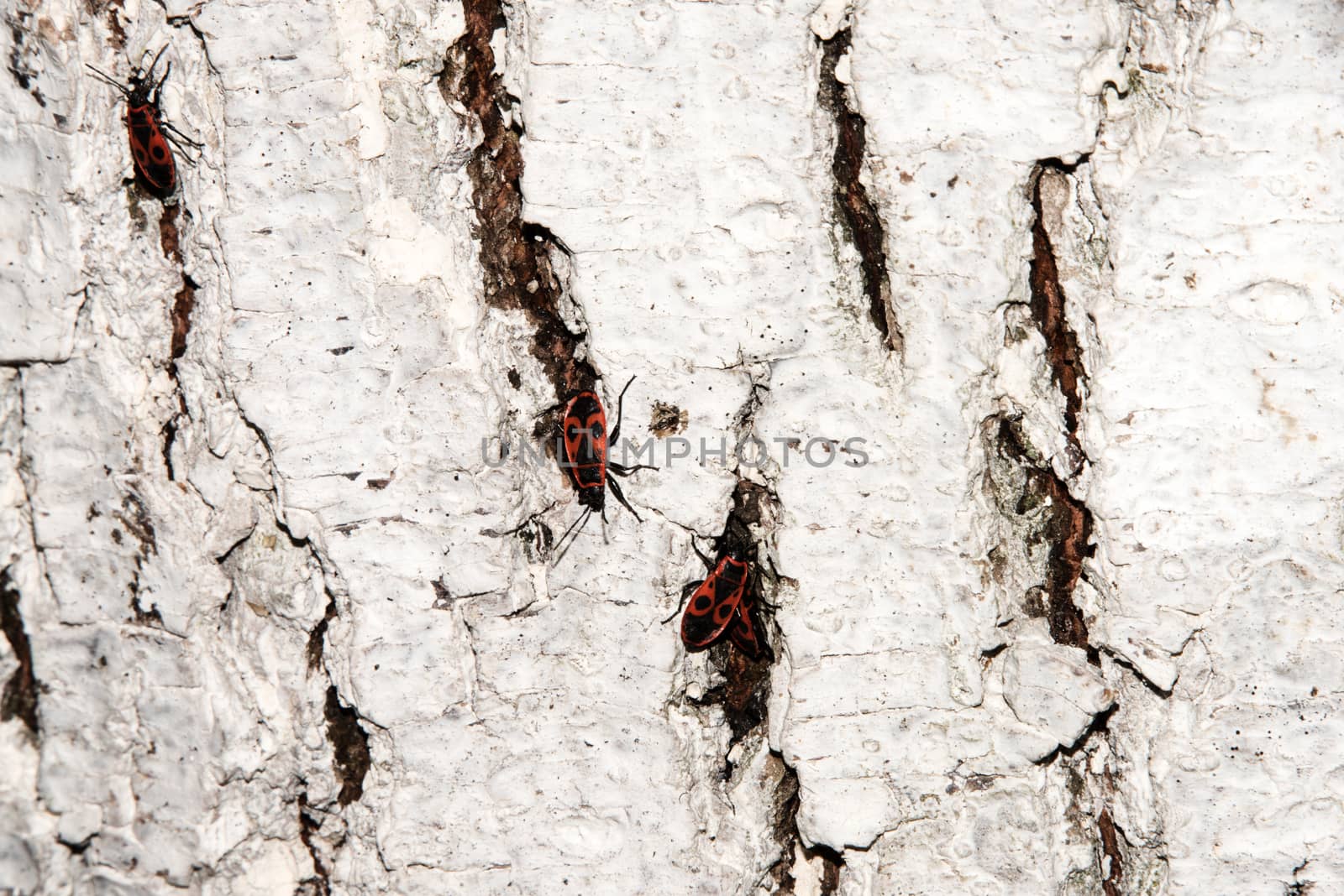 whitewashed tree bark texture with Cardinal beetle on multicolored bark. by elina_chernikova